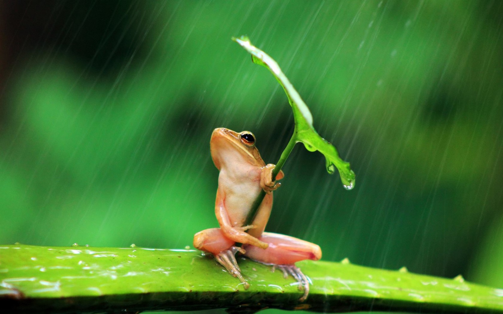 Amphibian Animal Frog Leaf Rain Tree Frog 1680x1050