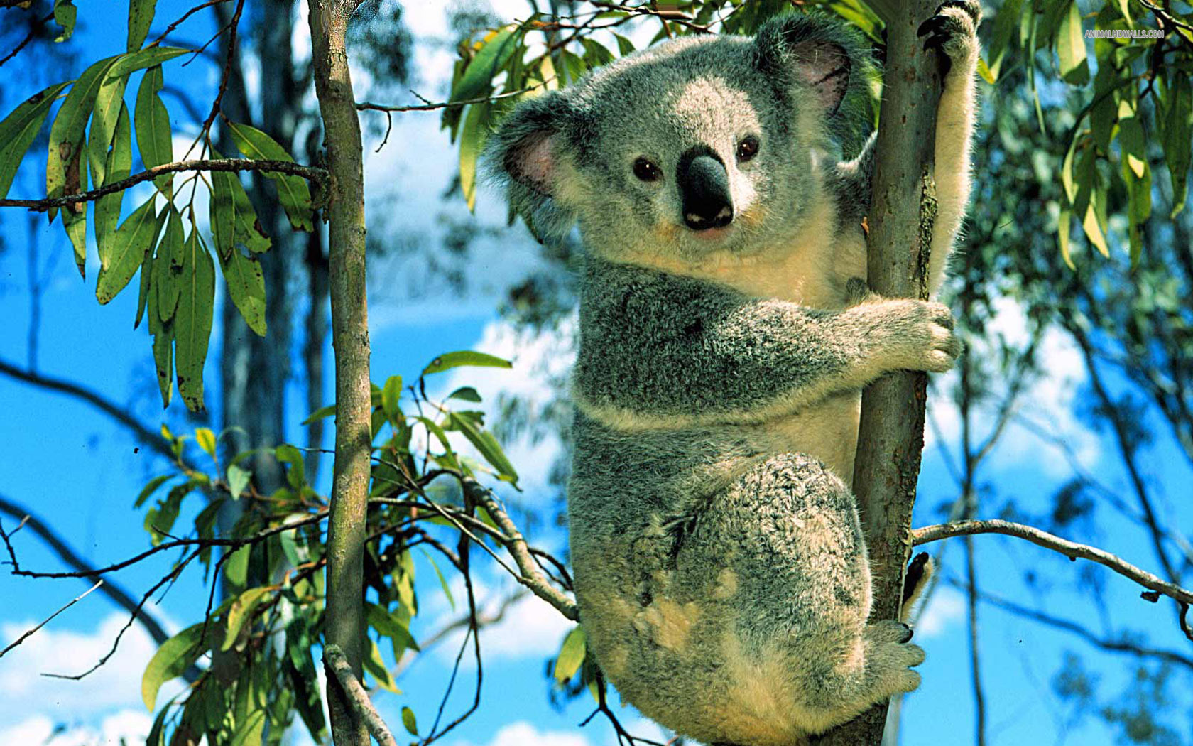 Animal Koala 1680x1050