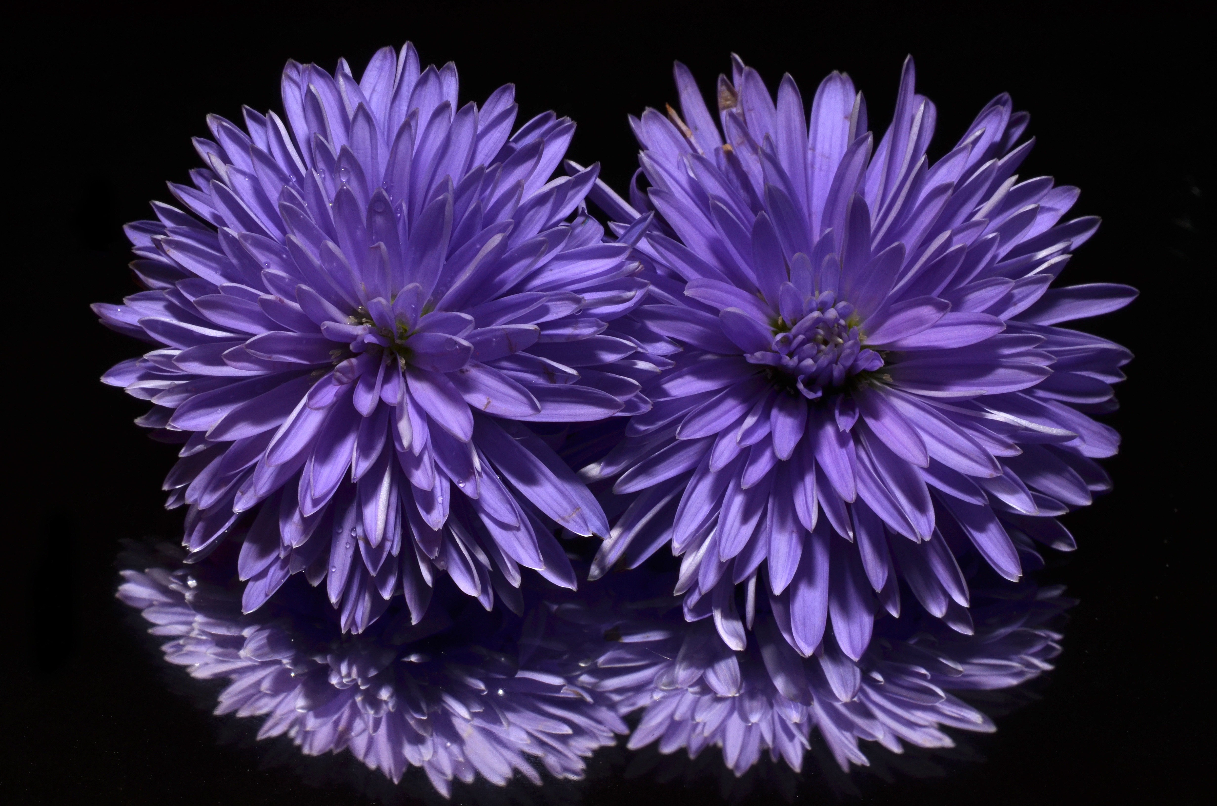 Daisy Flower Purple Flower Reflection 4928x3264