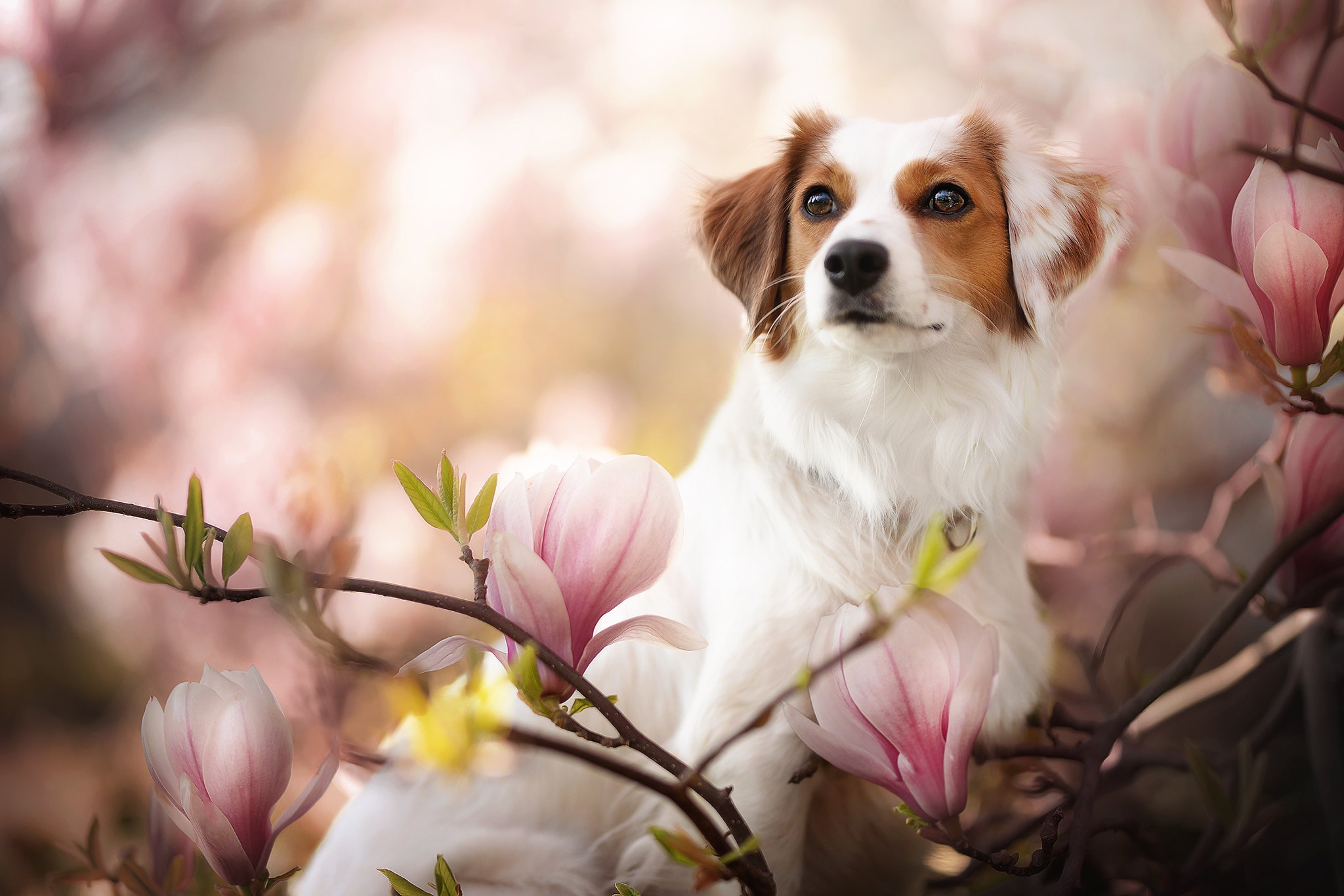 Dog Flower Kooikerhondje Magnolia Pet 2048x1365