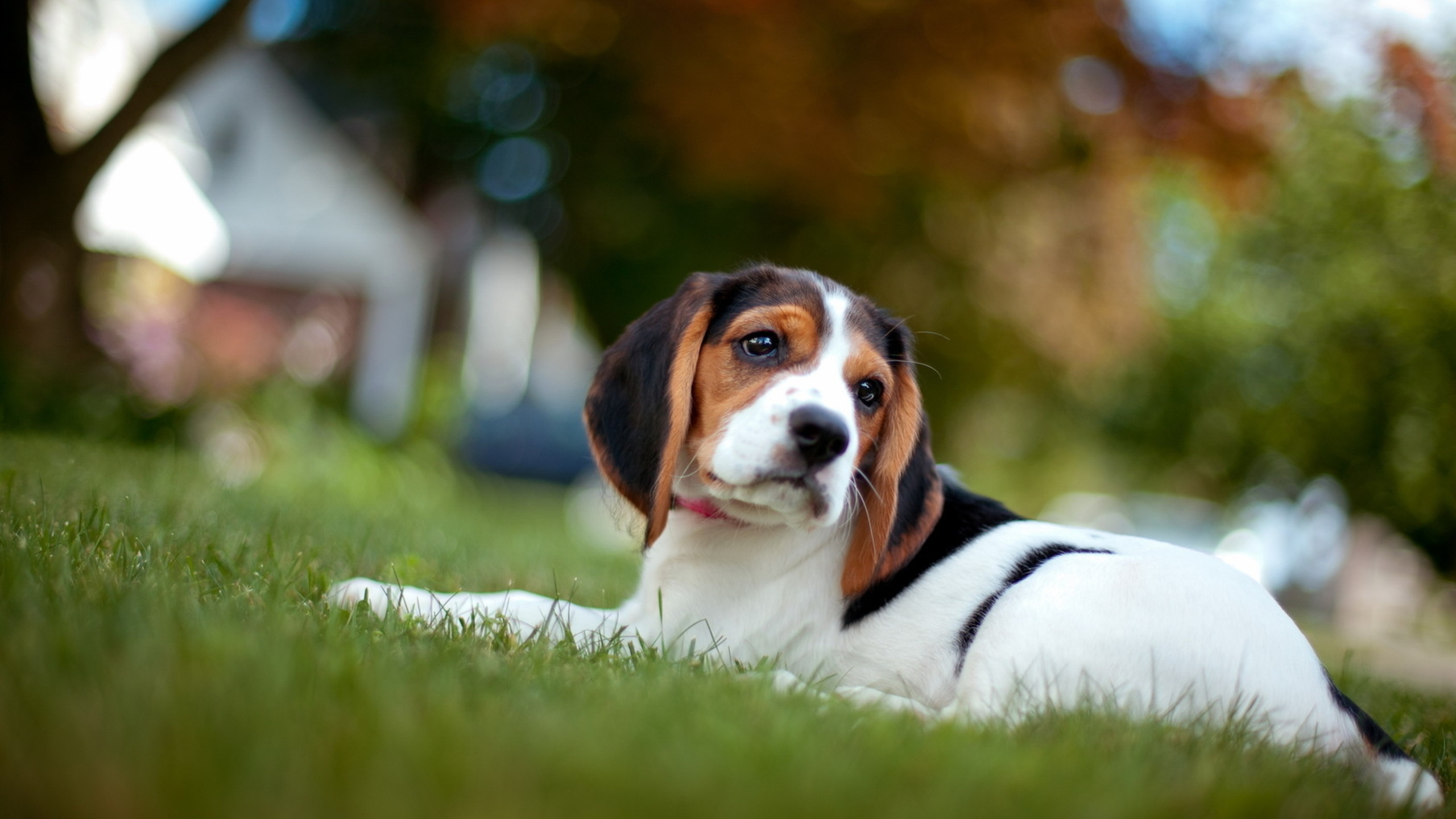 Animal Beagle 2560x1440