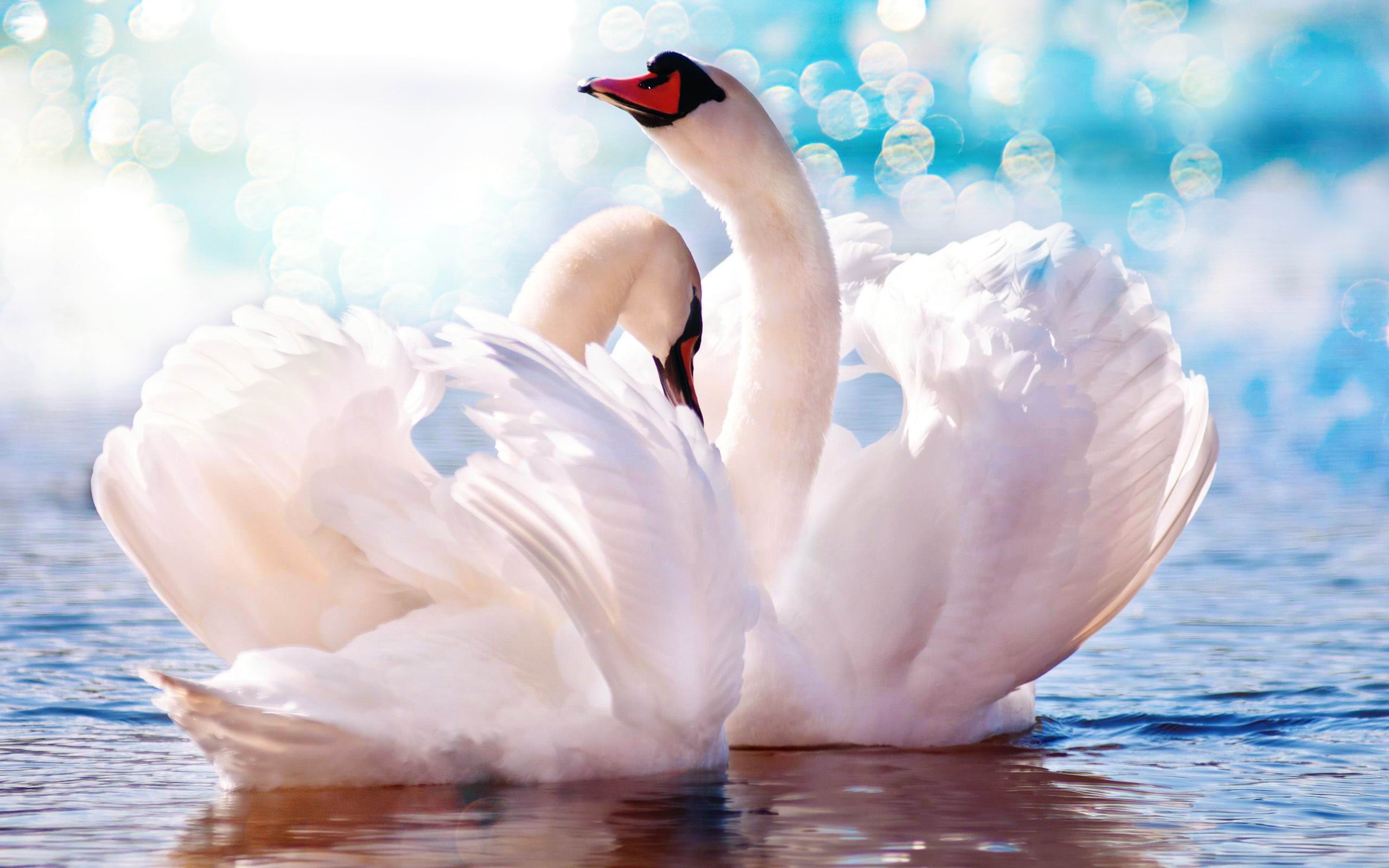 Bird Bokeh Swan 2560x1600