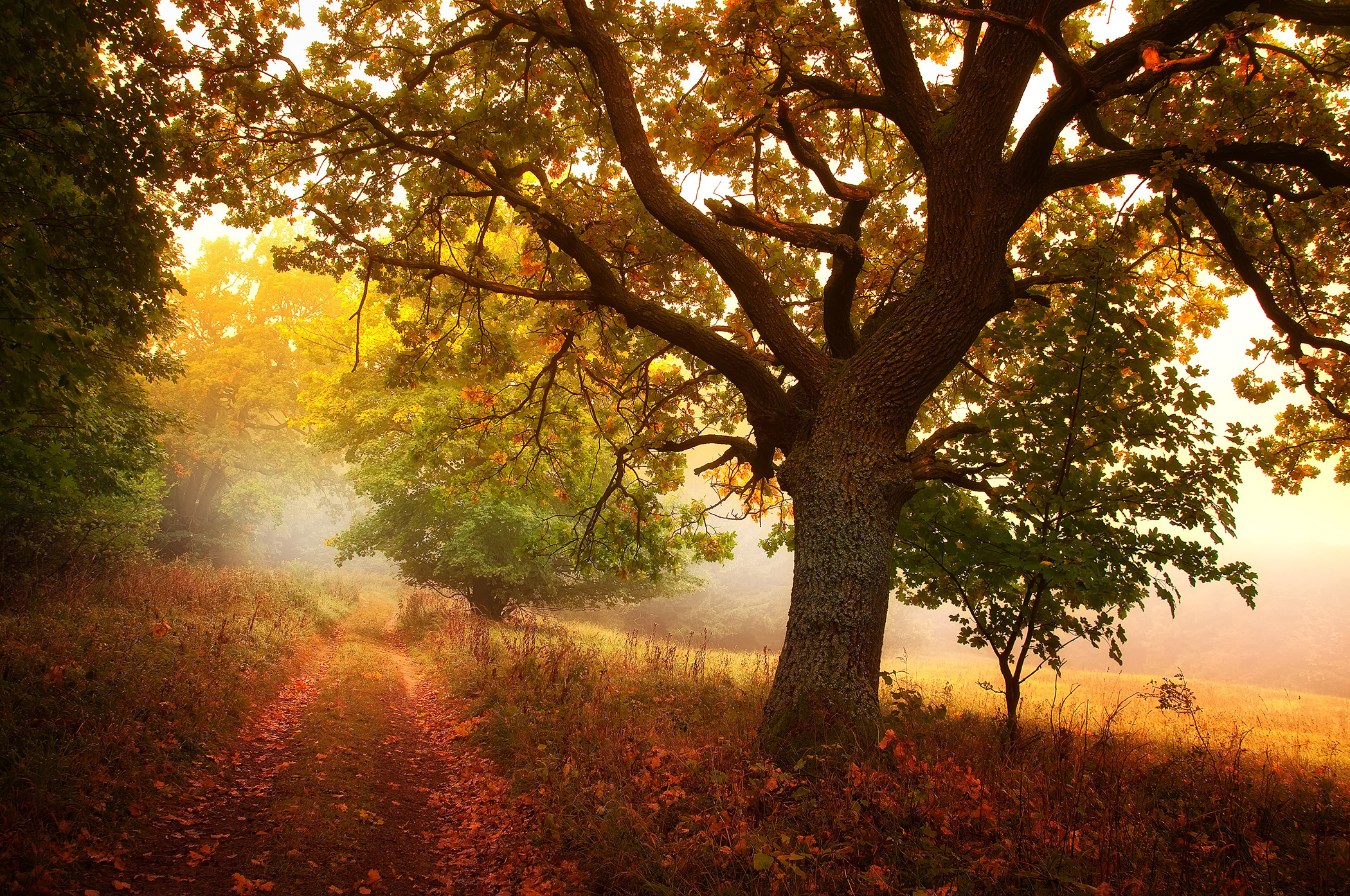 Fall Leaf Nature Path Season Tree 2100x1395