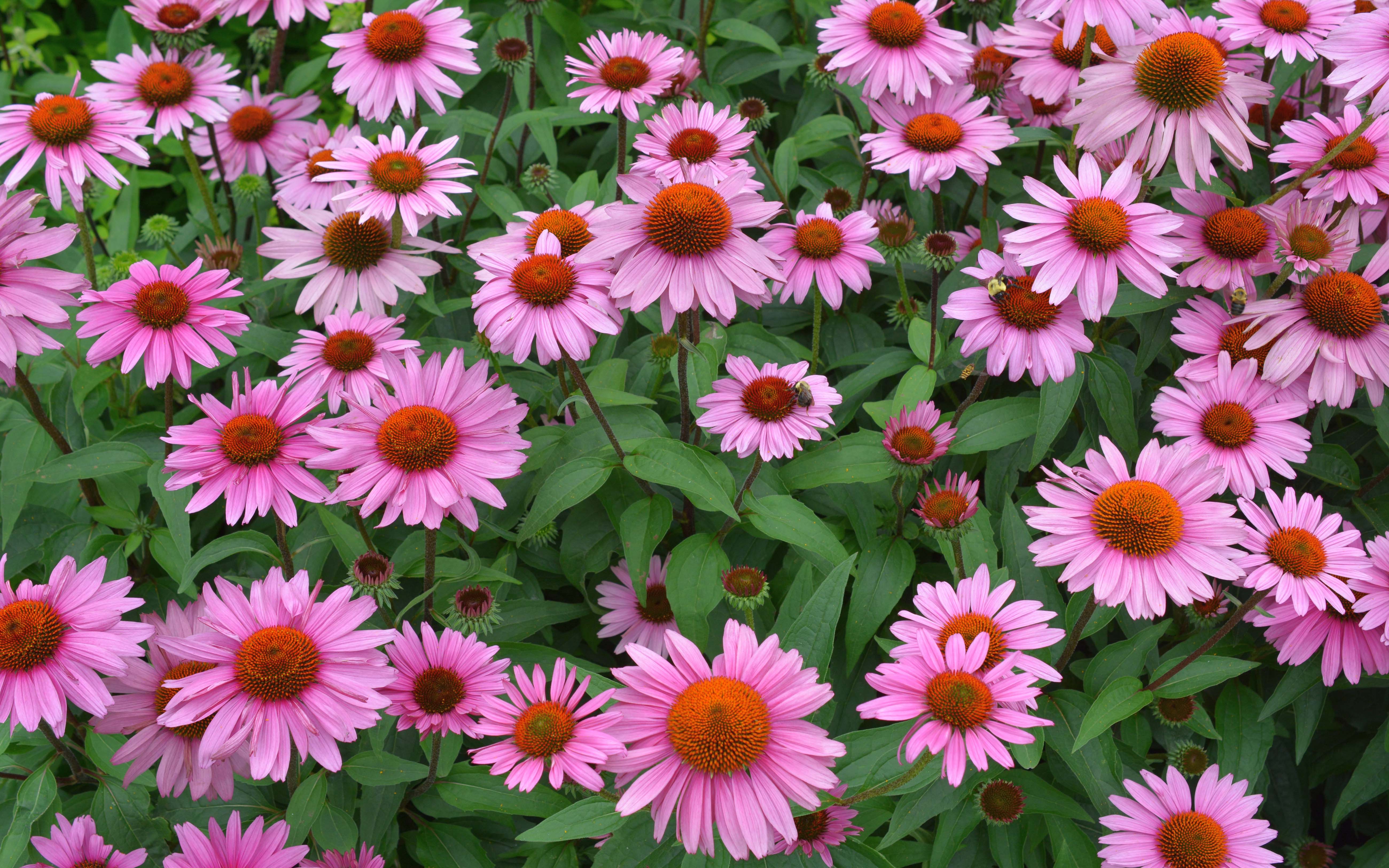 Echinacia Flower Pink Flower 5200x3250