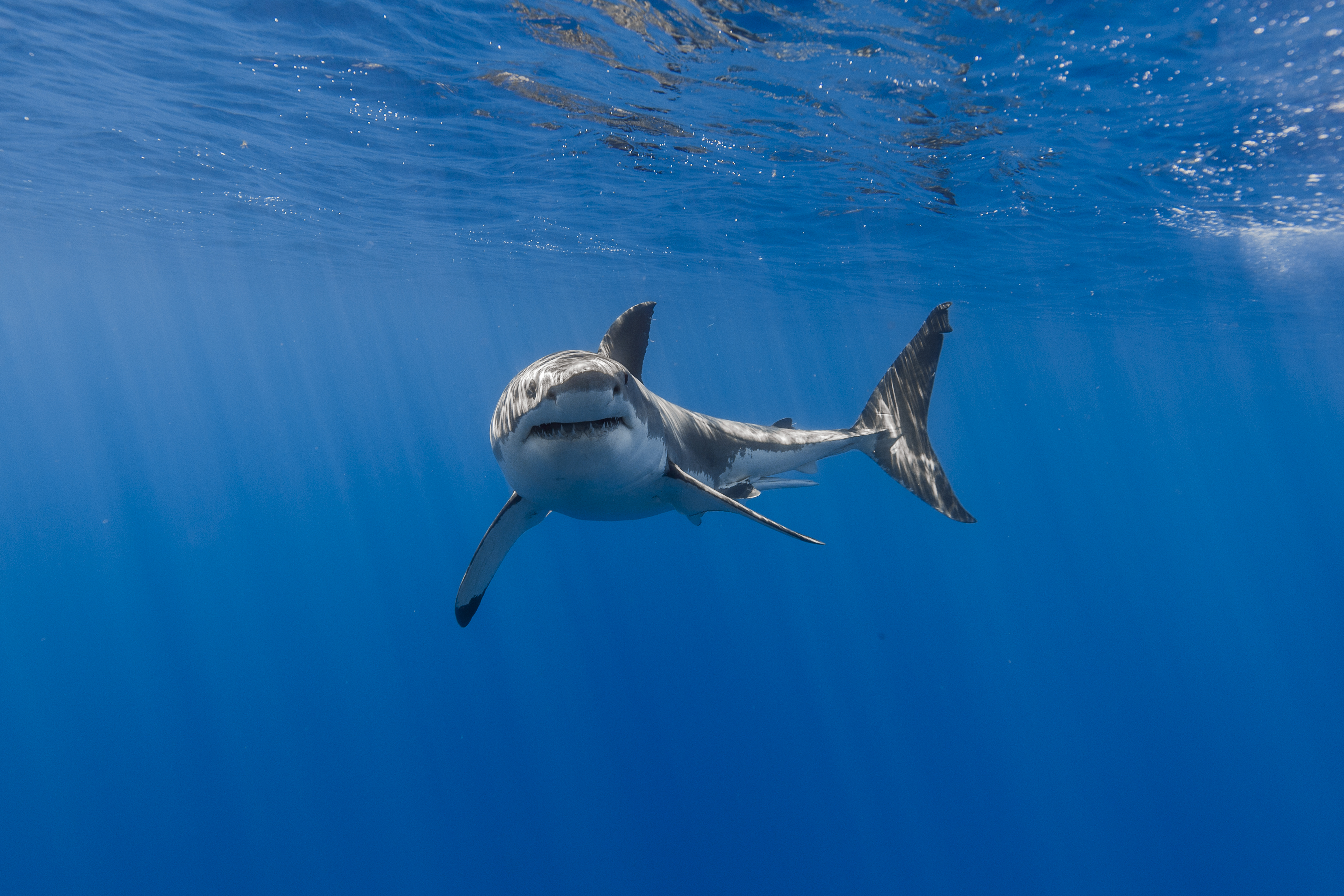 Fish Sea Life Shark Underwater Predator Animal 5760x3840