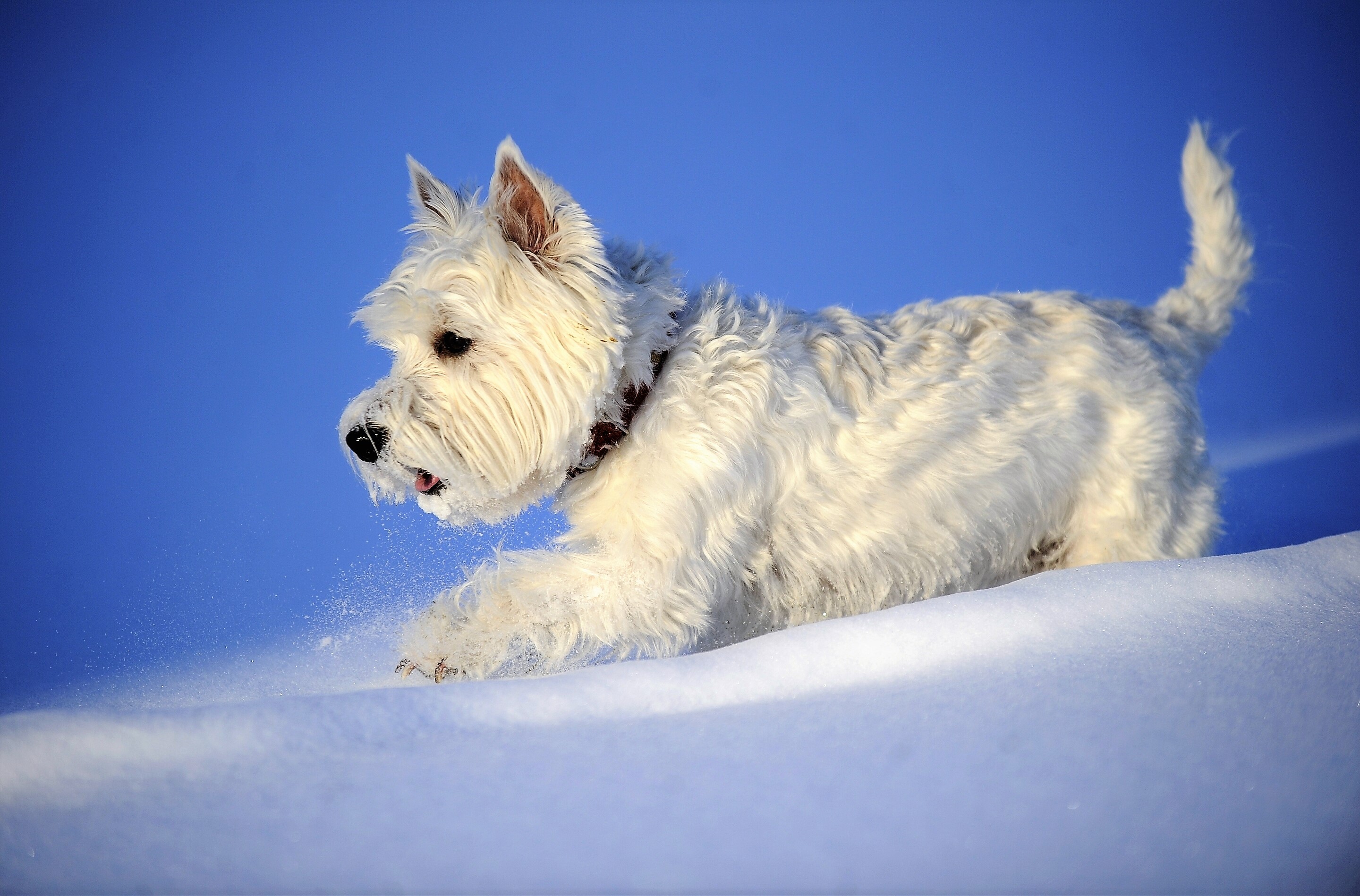 Animal Dog Pet Snow West Highland White Terrier Winter 2880x1898
