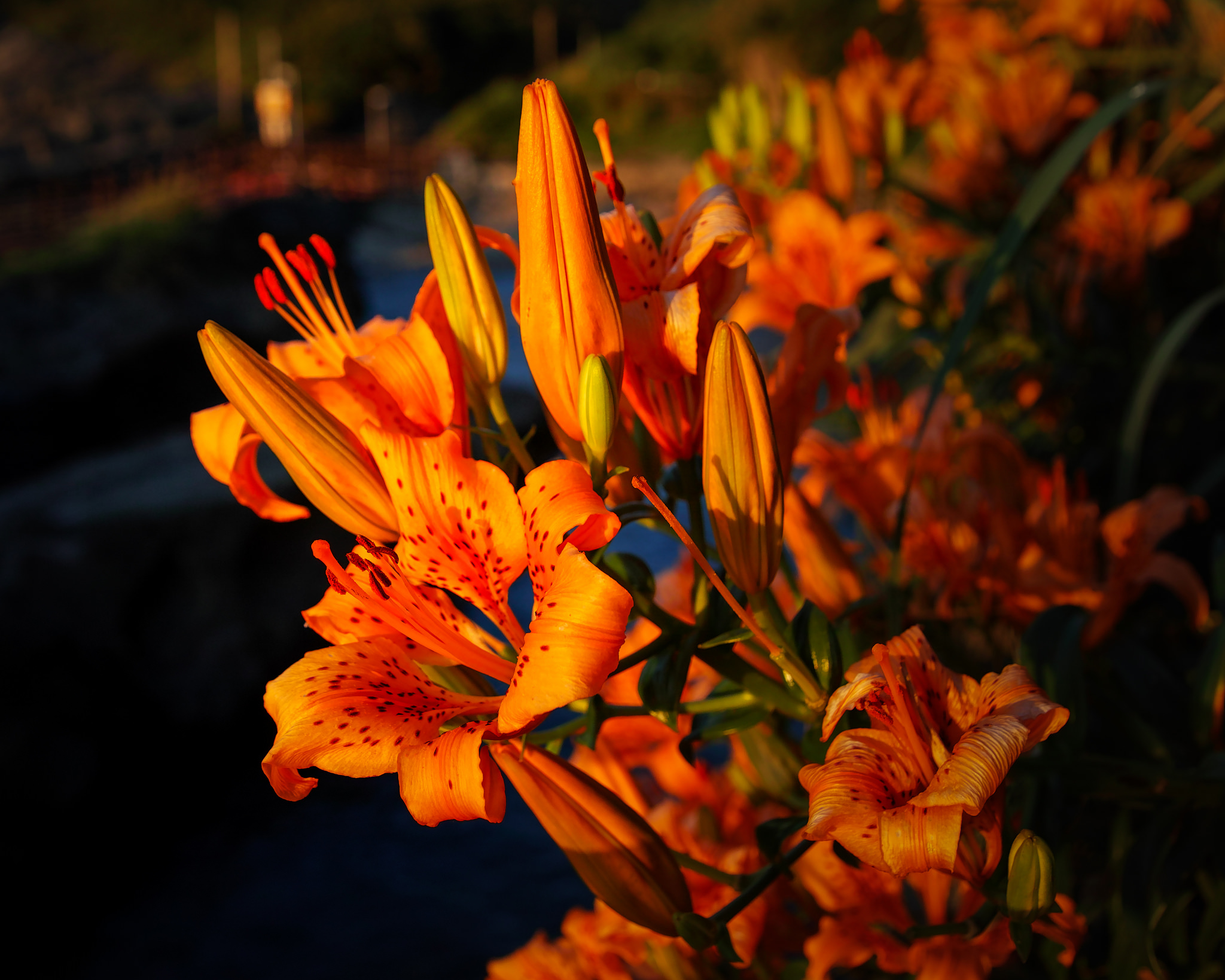 Depth Of Field Flower Lily Orange Flower Sunlight Sunset 2048x1639