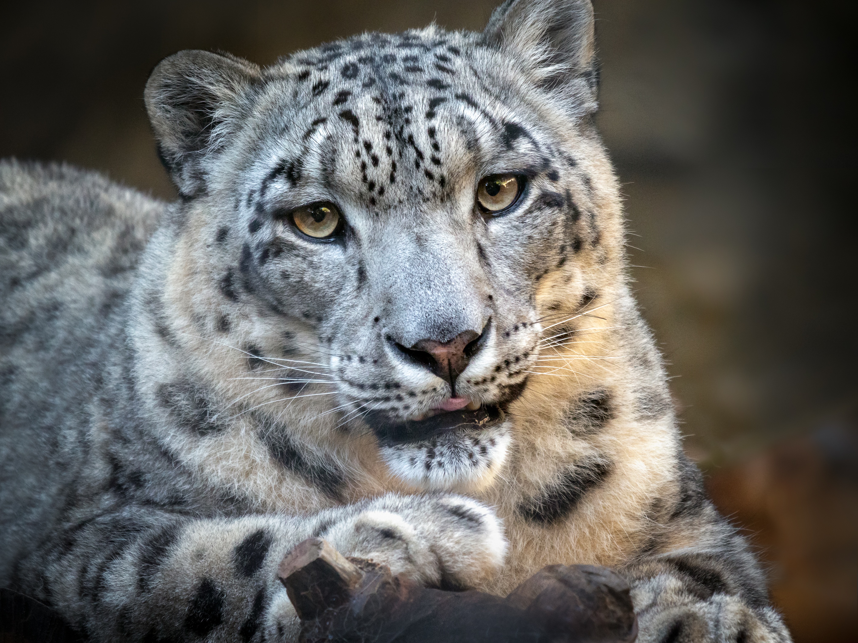 Big Cat Snow Leopard Wildlife Predator Animal 2828x2121