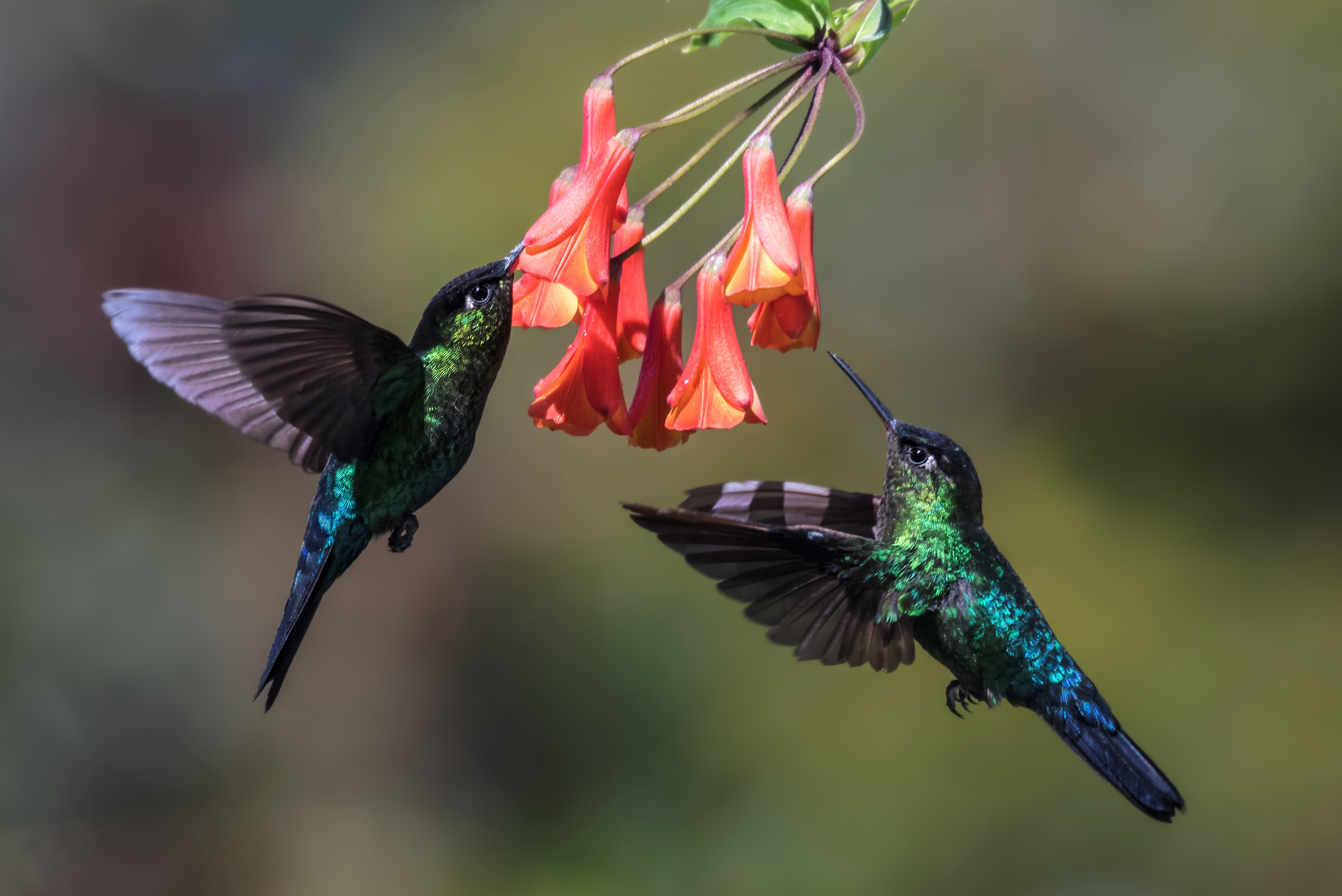 Bird Flower Hummingbird Wildlife 3937x2628