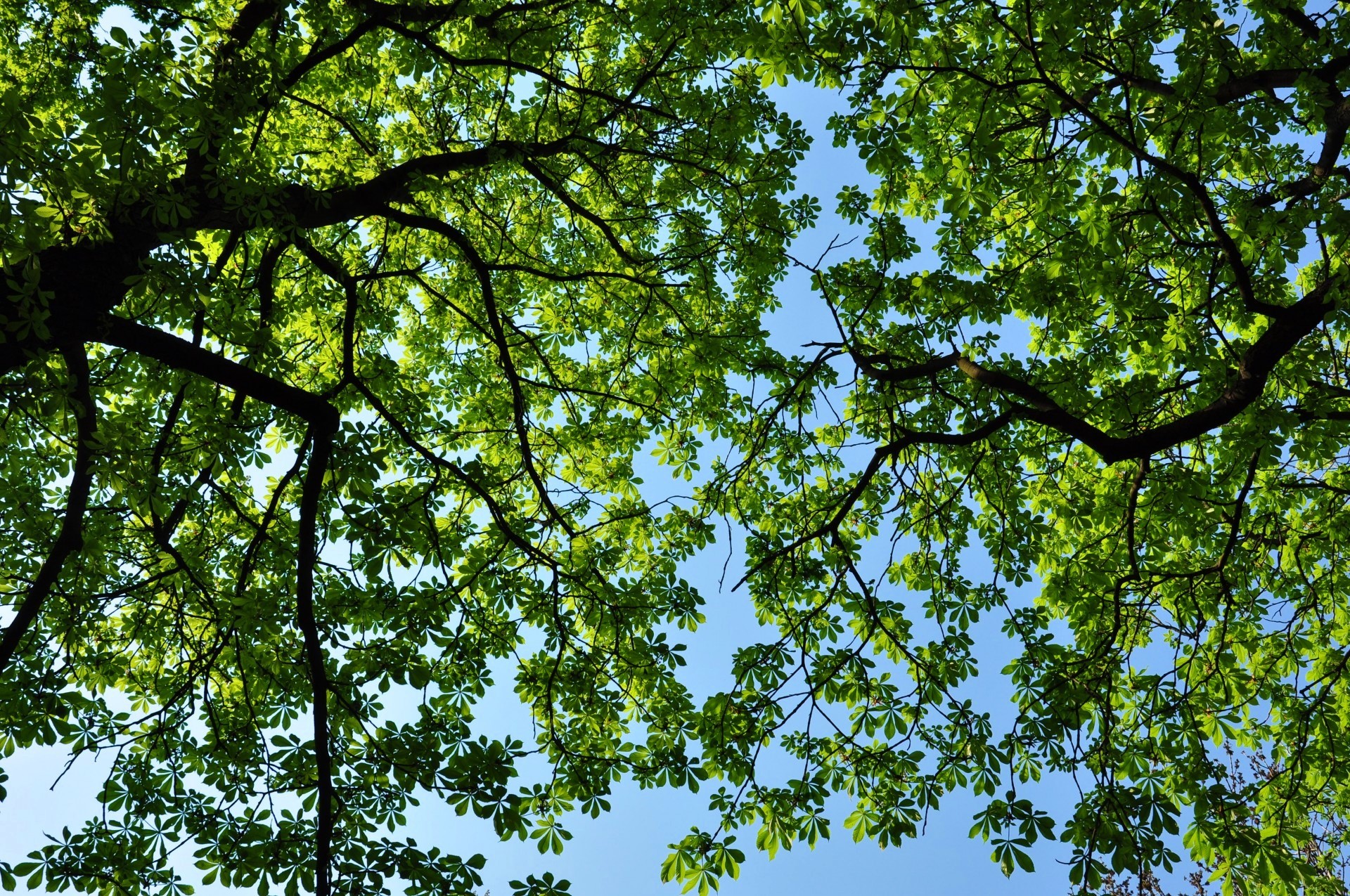 Canopy Earth Green Tree 1920x1275
