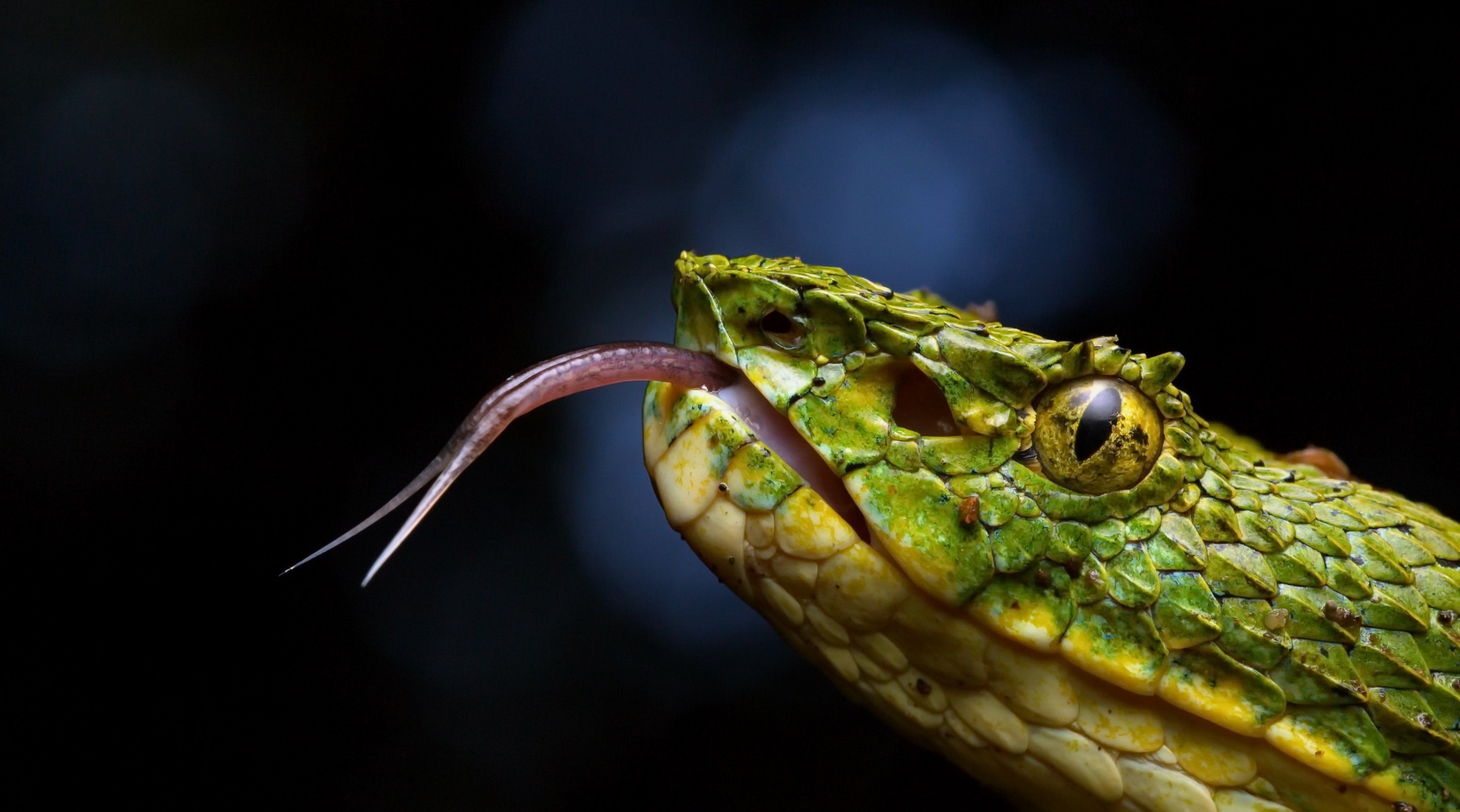 Reptile Snake Viper 2047x1139