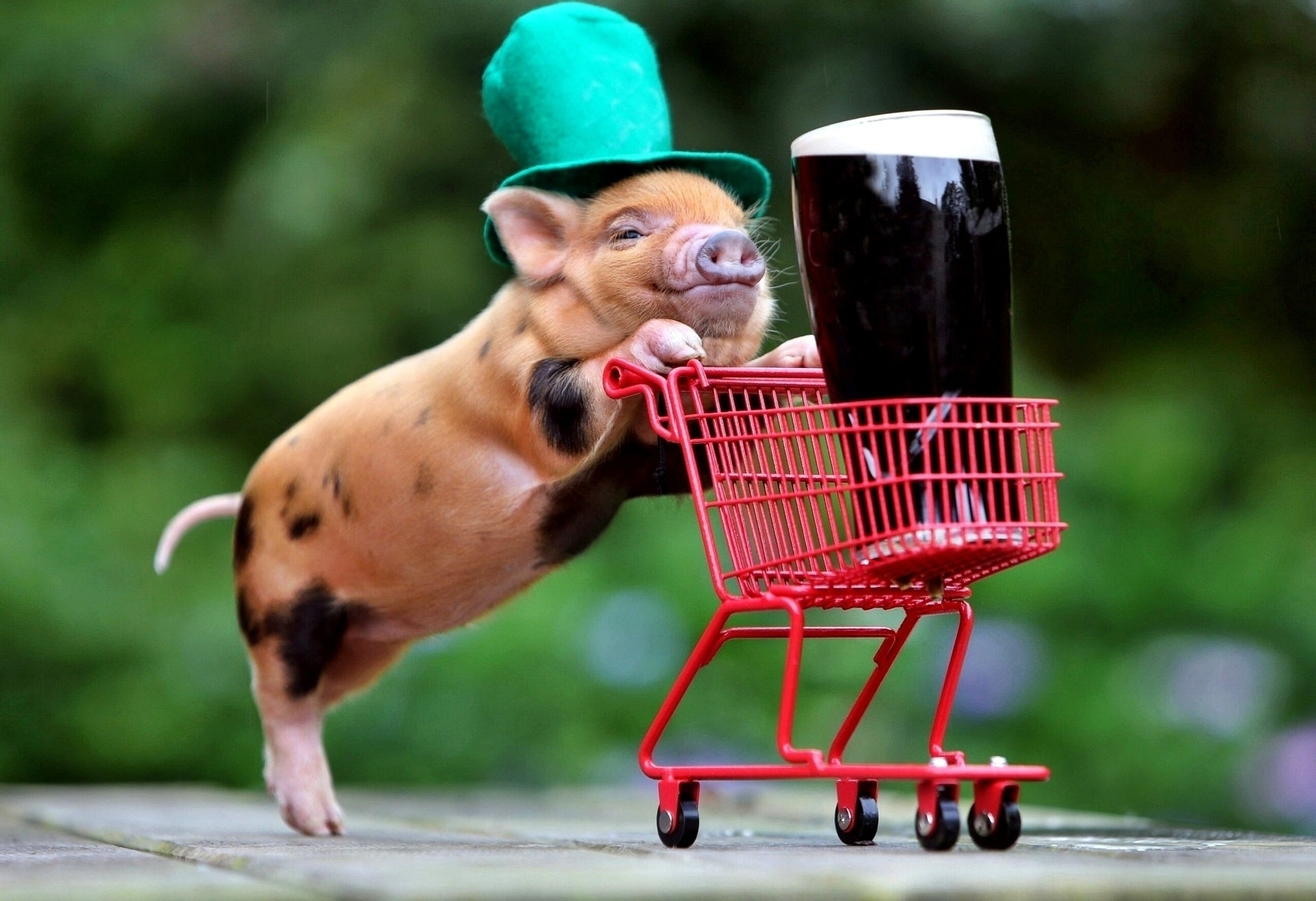 Animal Beer Humor Pig St Patrick 039 S Day 1920x1315