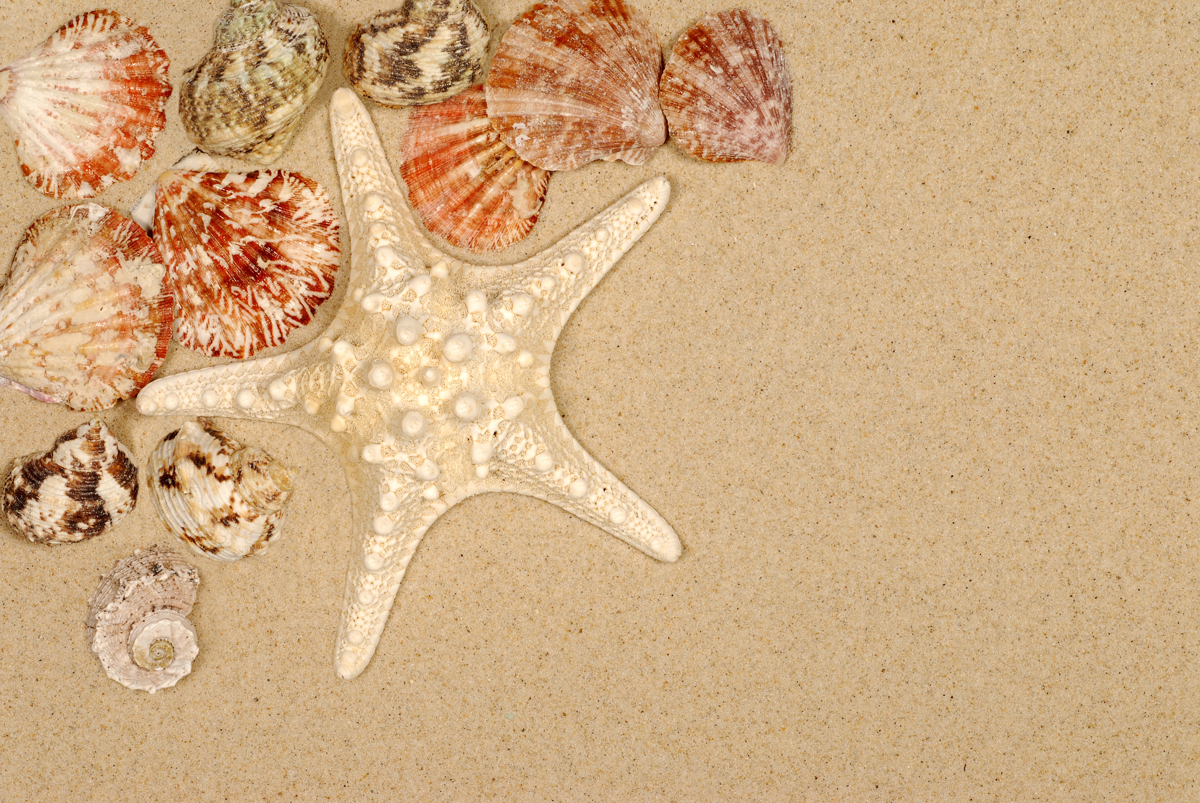 Sand Shell Starfish 3872x2592