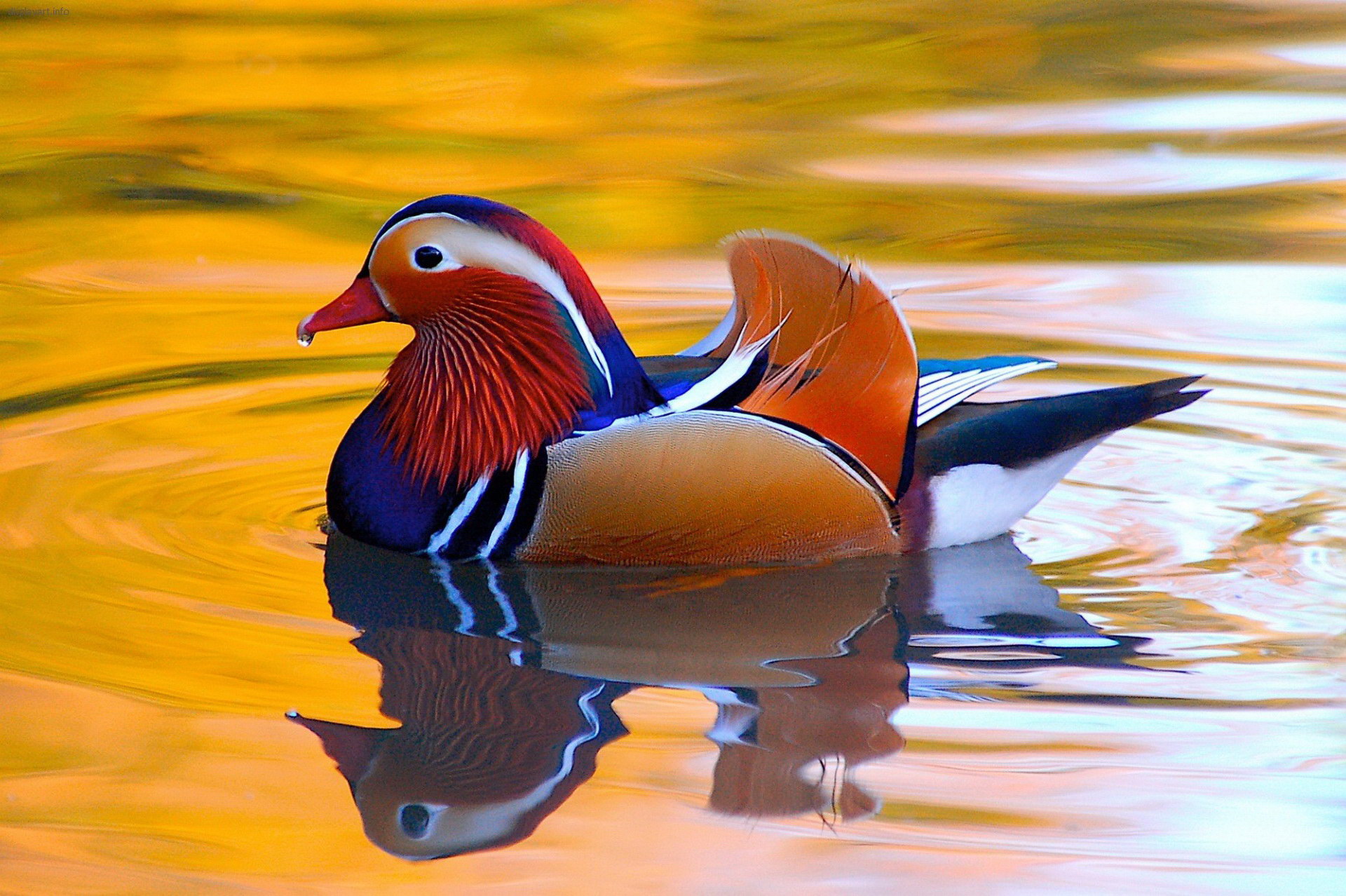 Animal Bird Colorful Duck Mandarin Duck 1920x1278