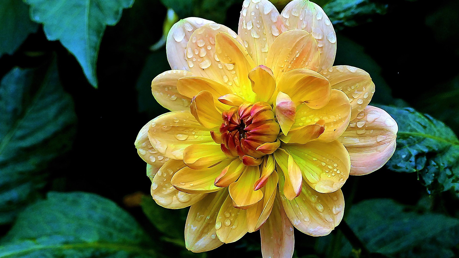 Dahlia Earth Flower Water Drop Yellow Flower 1920x1080