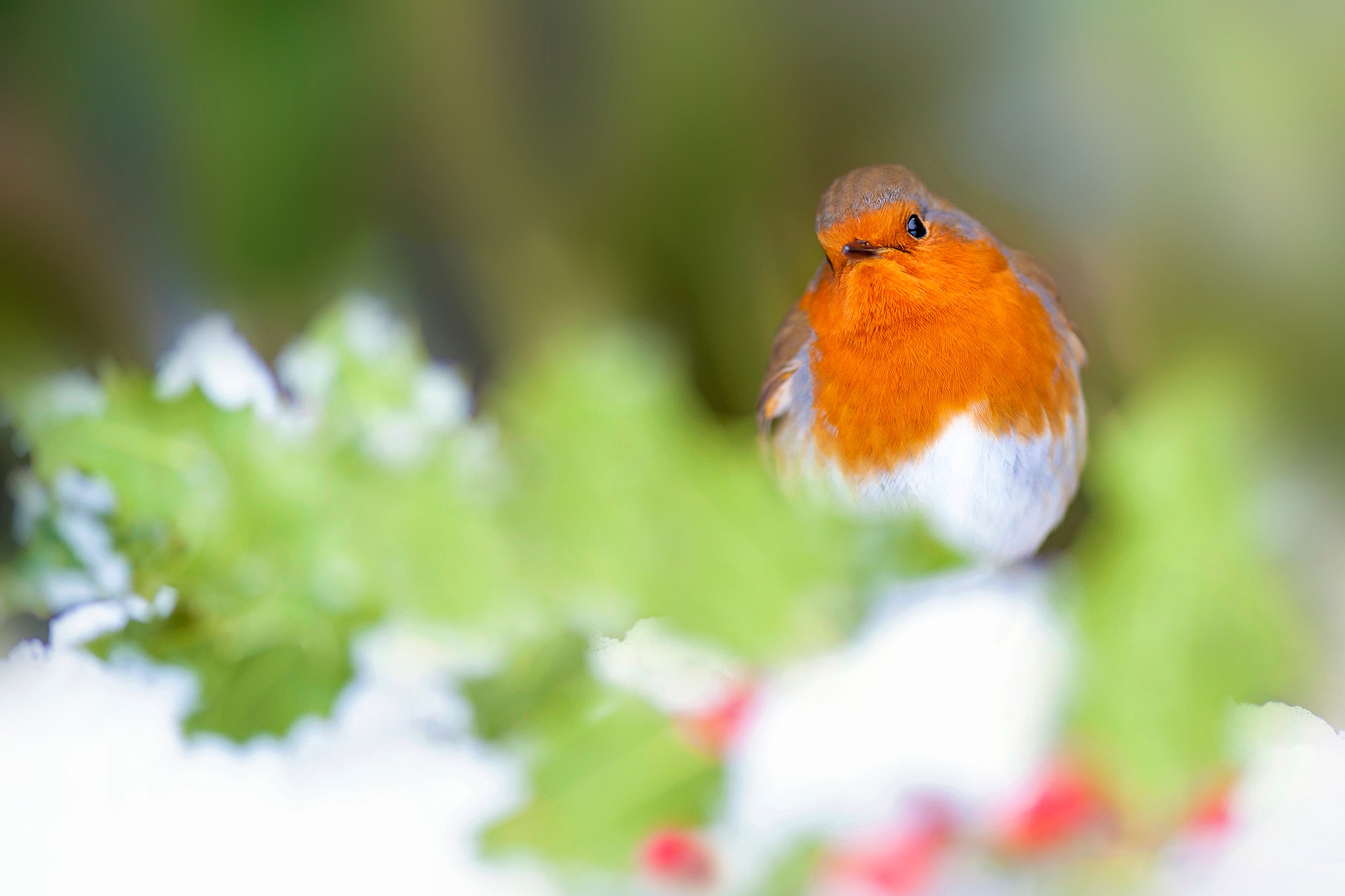 Bird Passerine Robin 2000x1333