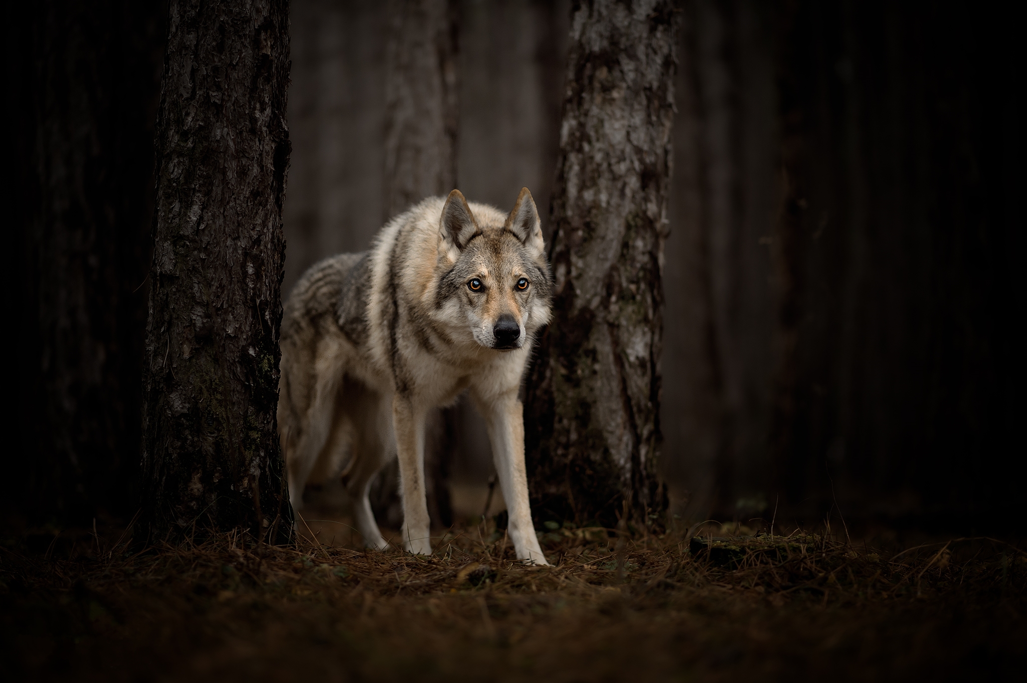 Czechoslovakian Wolfdog Wolfdog 2048x1363