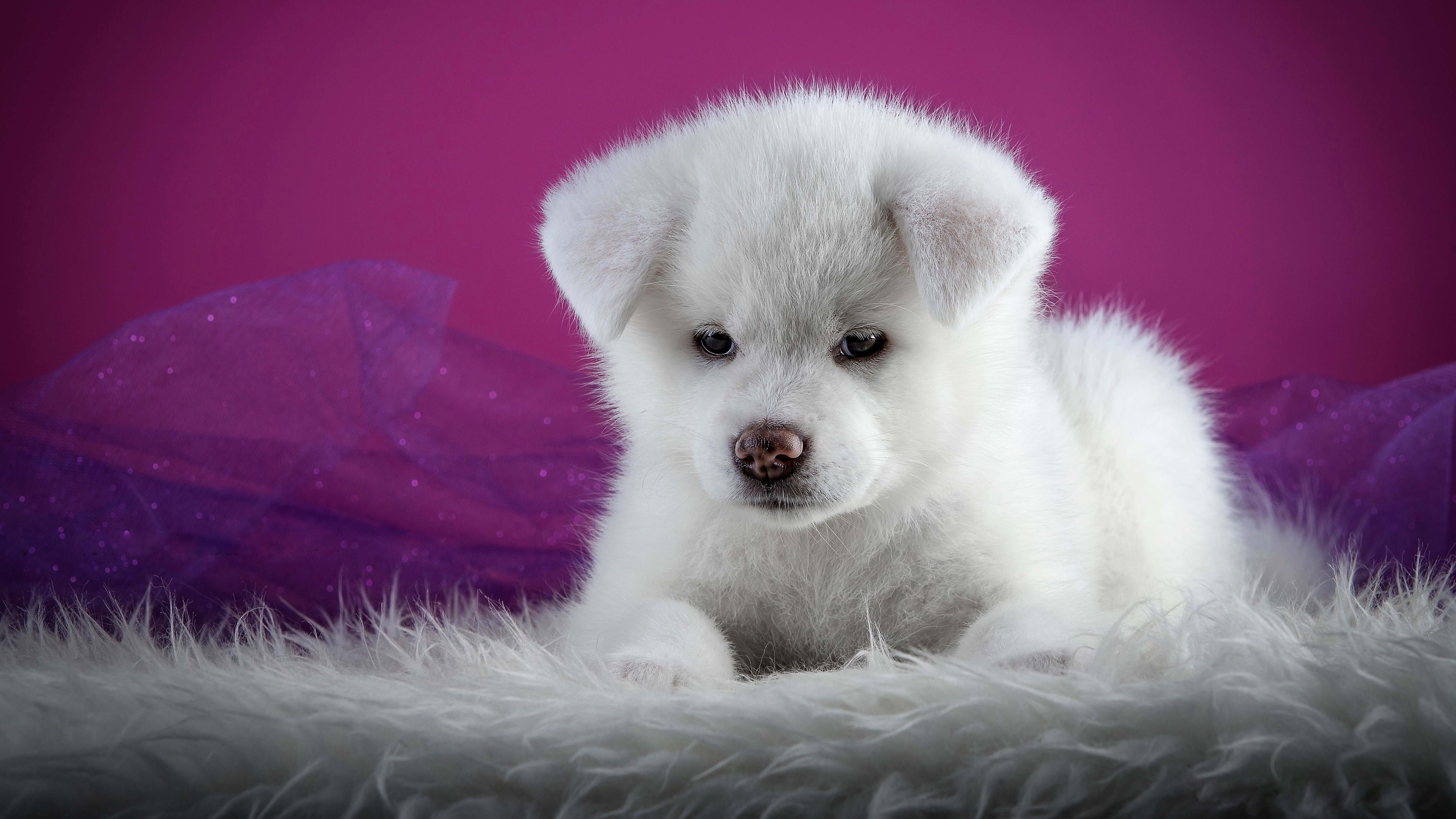 Akita Baby Animal Cute Dog Puppy 5343x3005