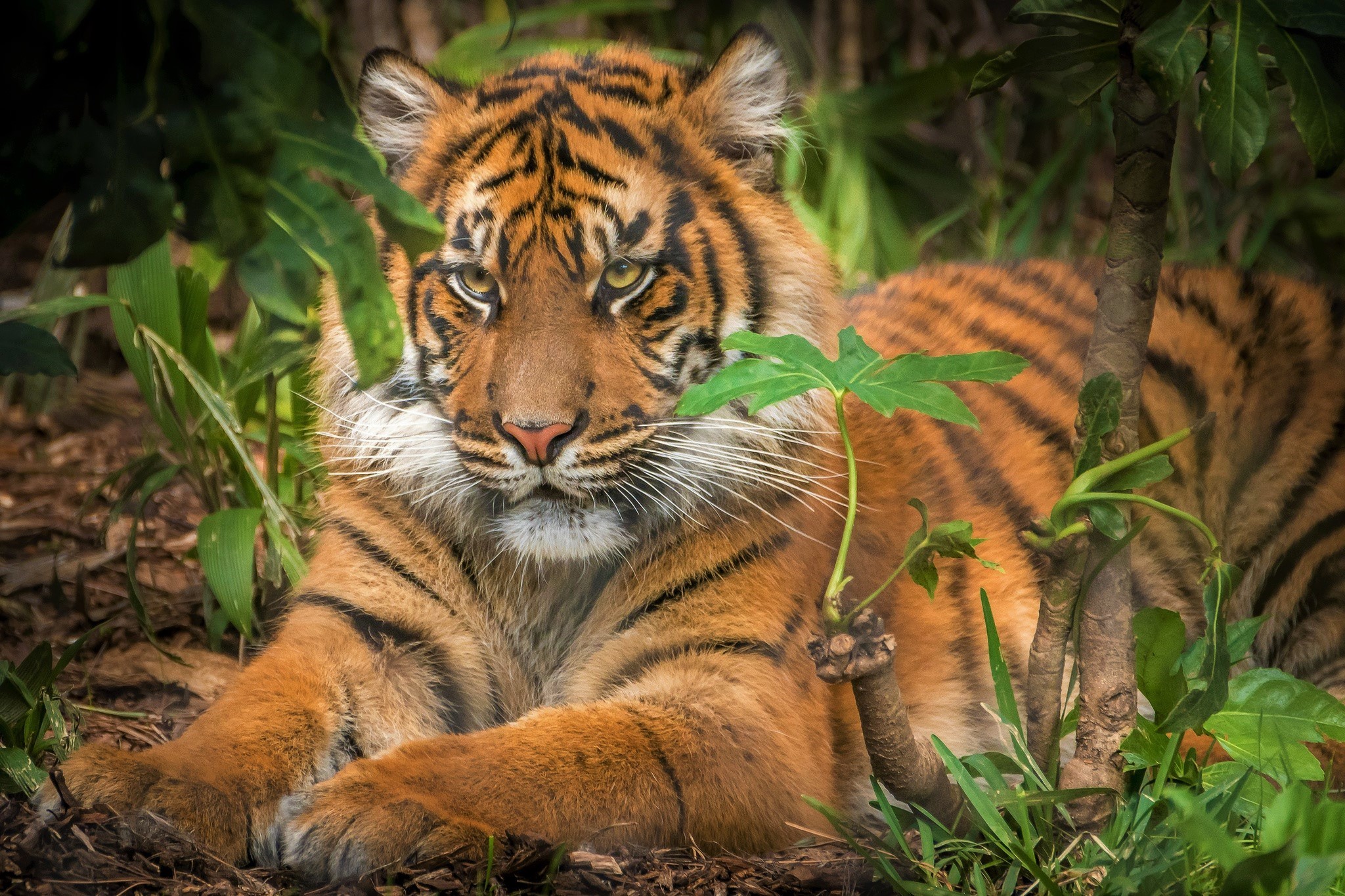 Big Cat Sumatran Tiger Tiger Wildlife Predator Animal 2048x1365