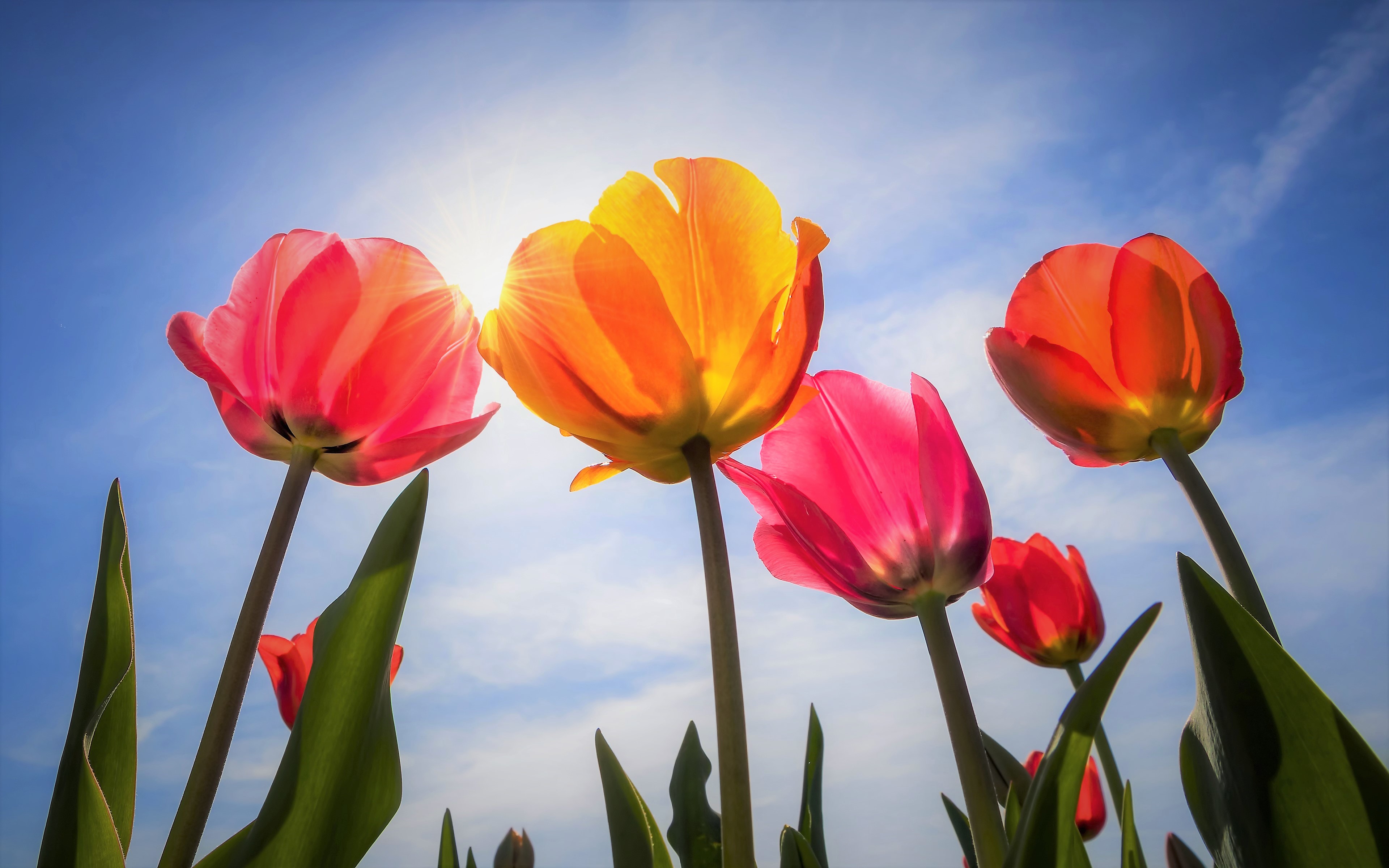 Colorful Colors Flower Sun Sunshine Tulip 3840x2400