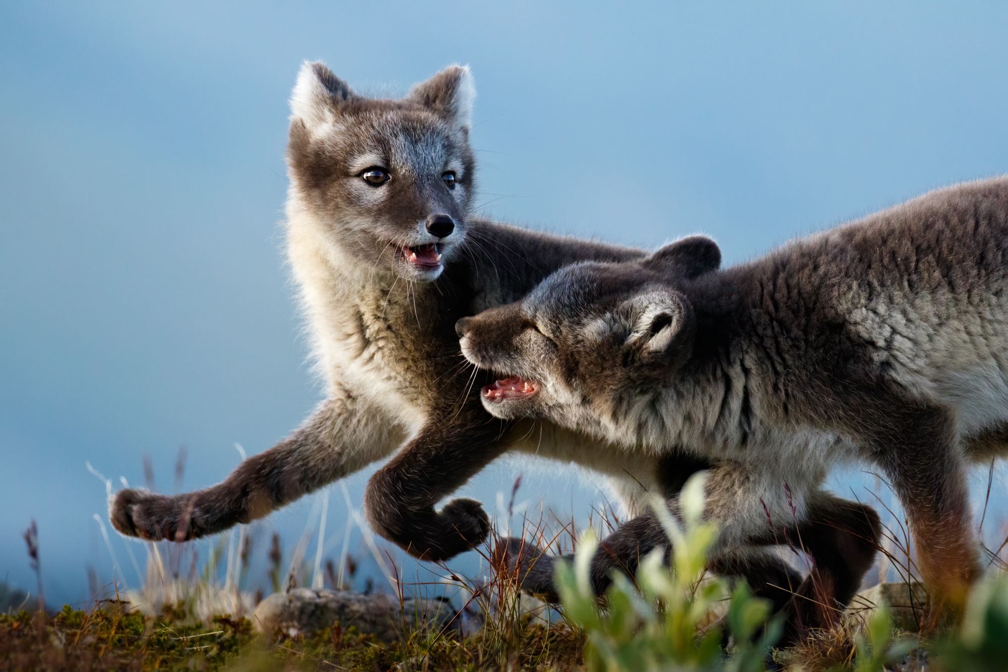 Arctic Fox 2000x1333