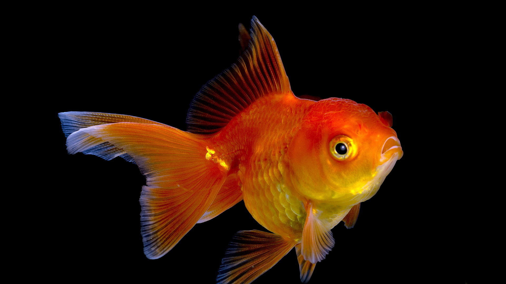 Animal Goldfish 1920x1080