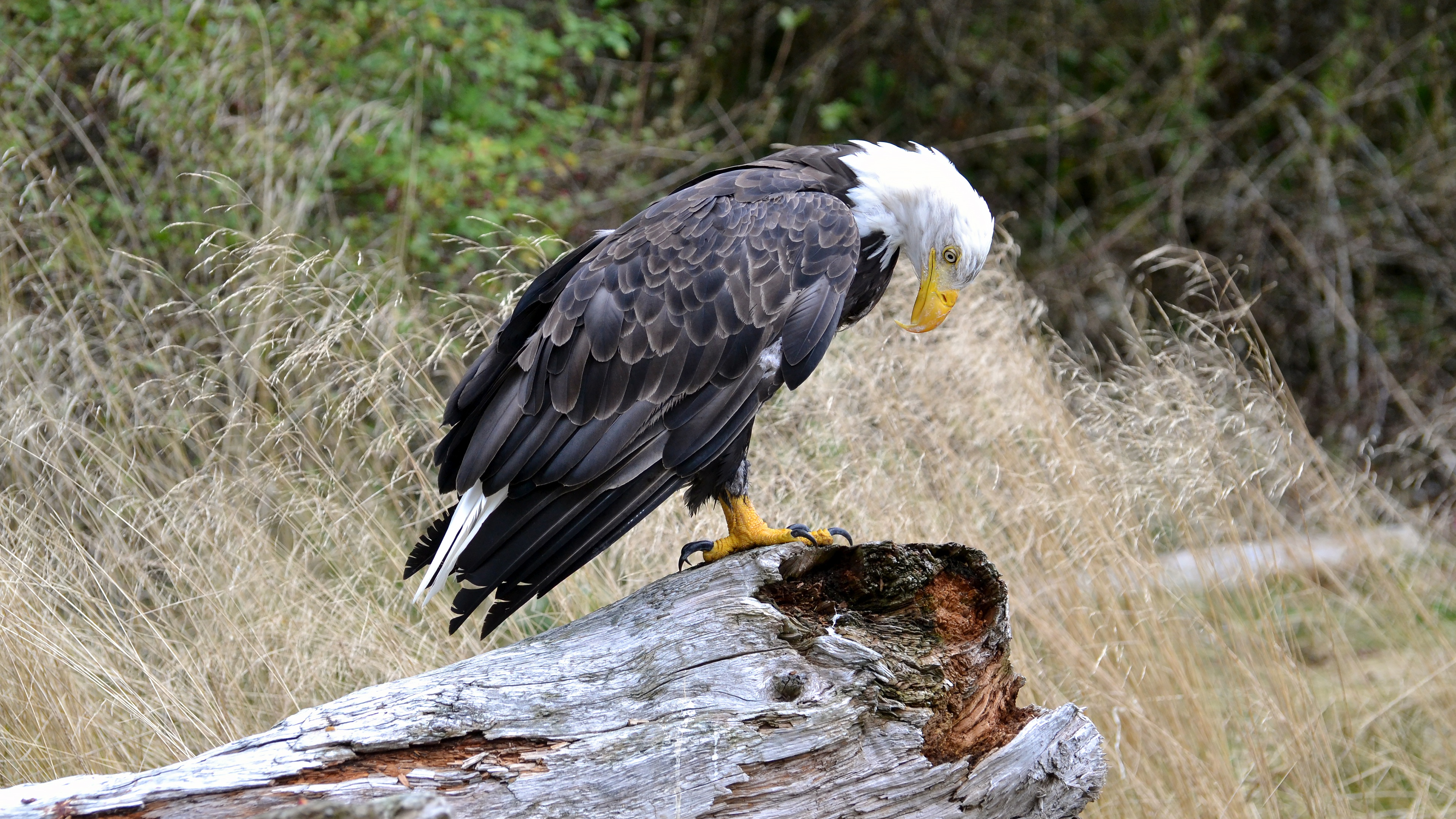 Bald Eagle Bird Bird Of Prey Wildlife 3840x2160
