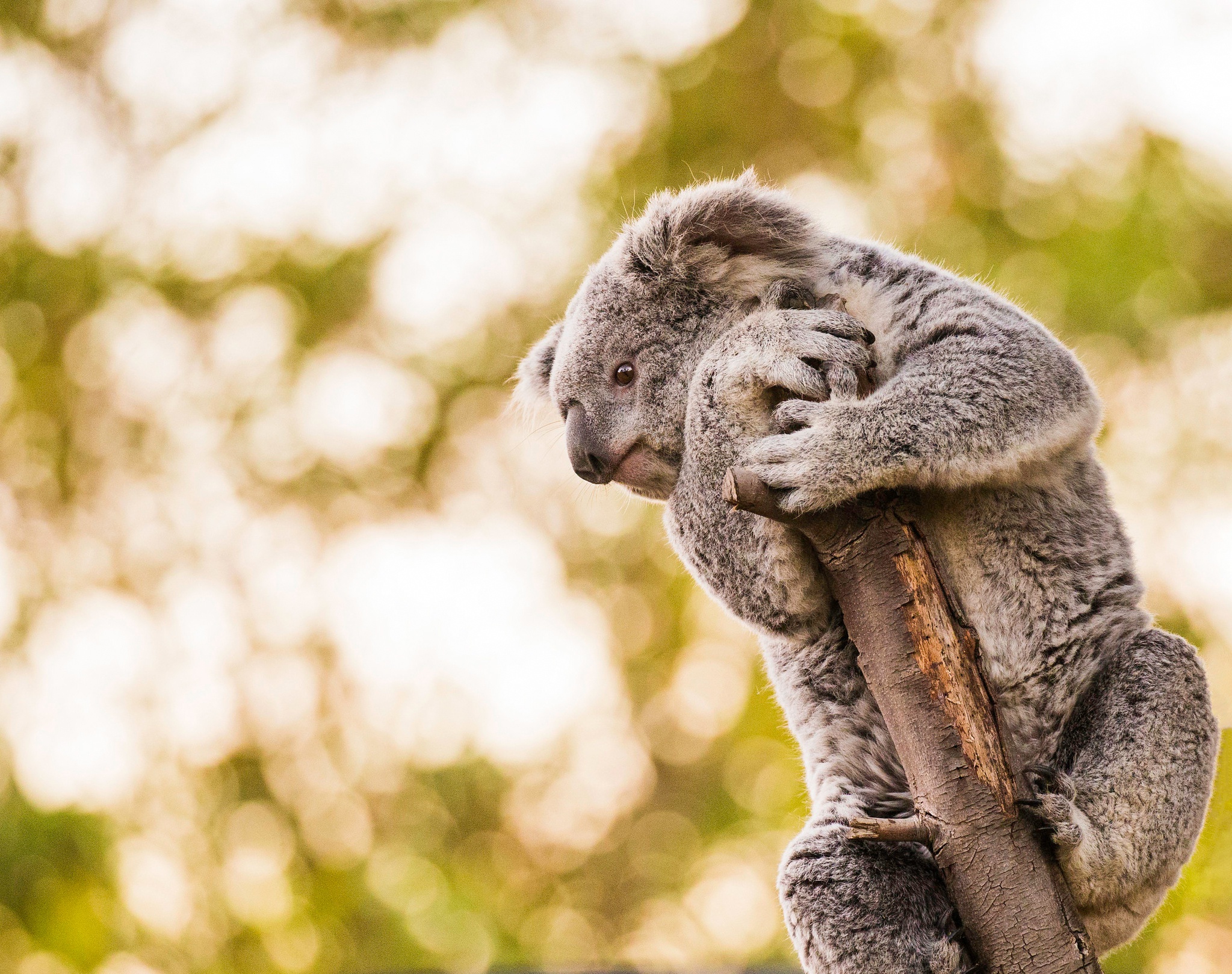 Bokeh Koala Wildlife 2047x1618