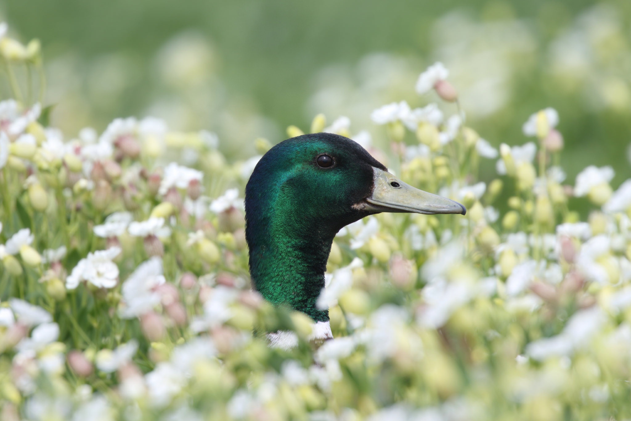 Bird Close Up Duck Mallard Wildlife 2048x1365