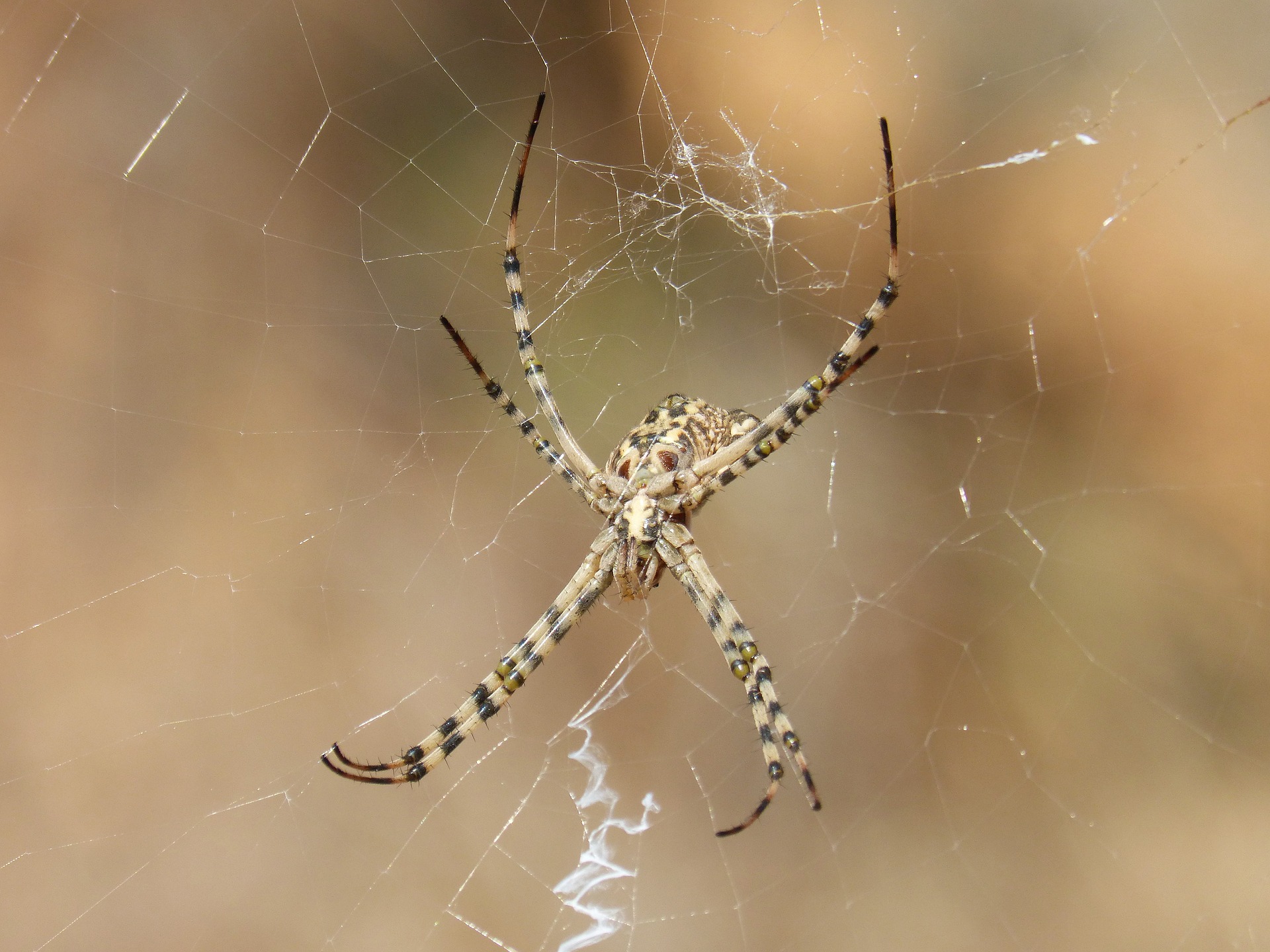 Arachnid Close Up Spider Spider Web 1920x1440