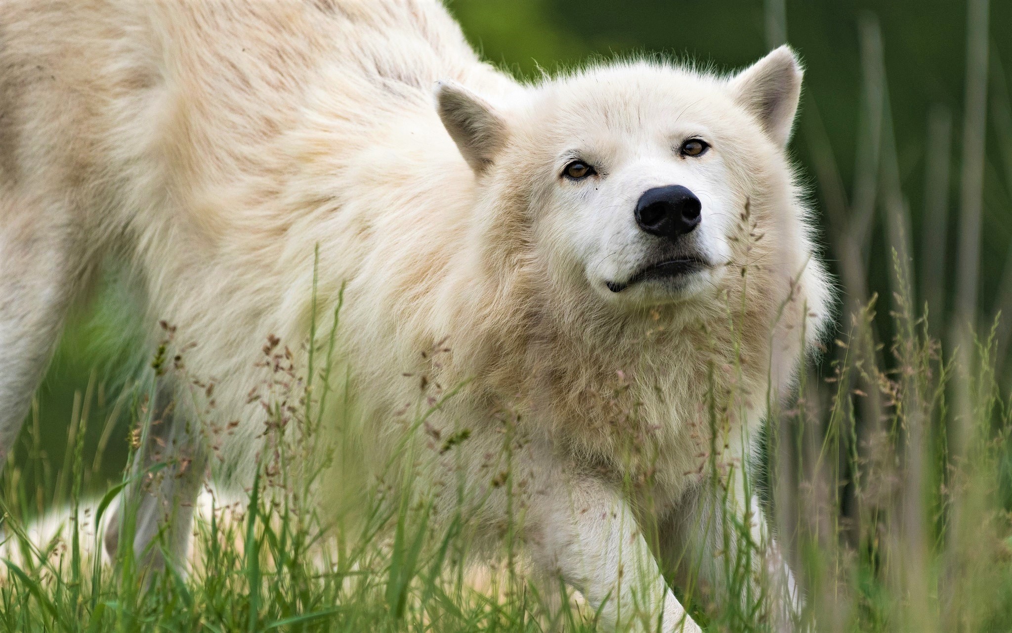 White Wolf Wildlife Wolf Predator Animal 2048x1280