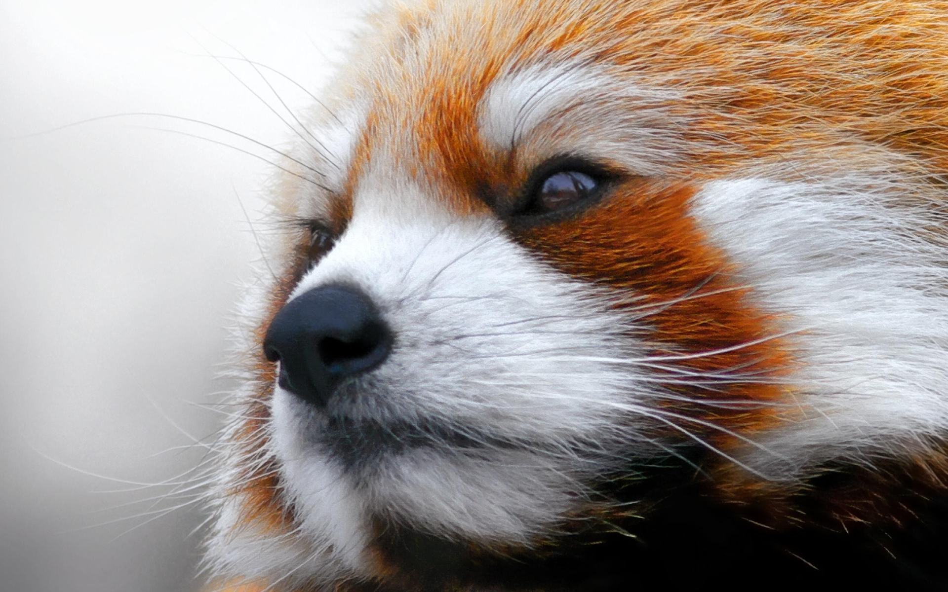 Animal Close Up Face Red Panda 1920x1200