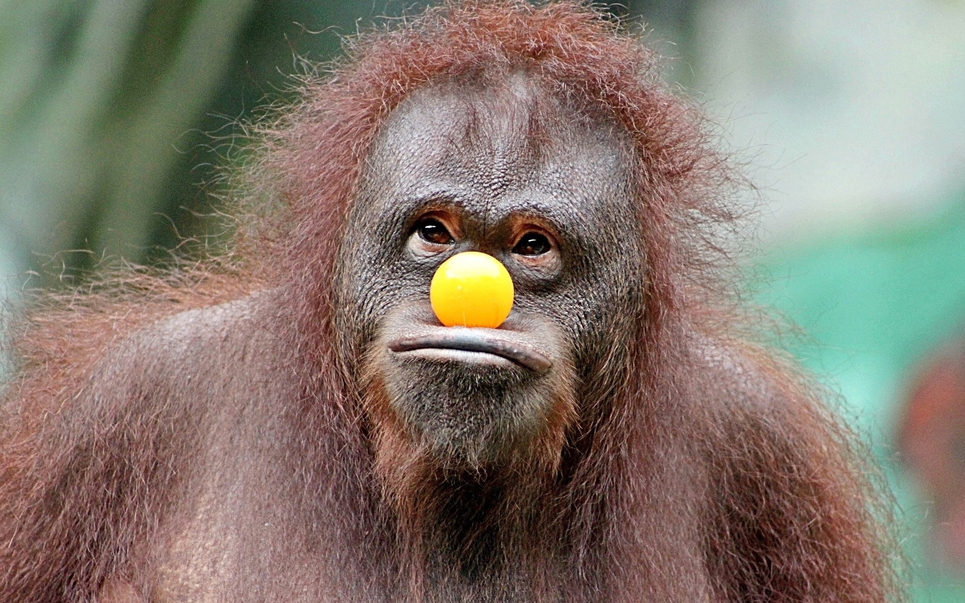 Ball Humor Monkey Orangutan Primate Wildlife 1920x1200