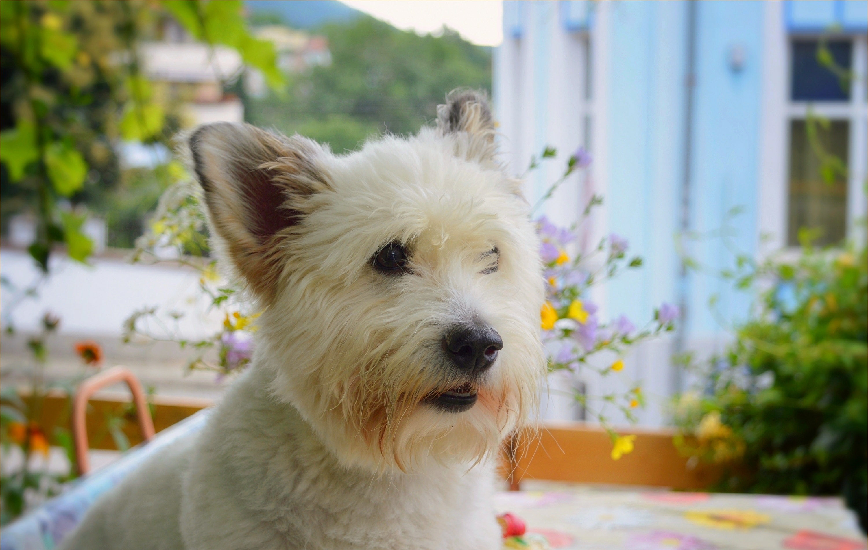 Dog Pet West Highland White Terrier 3002x1904