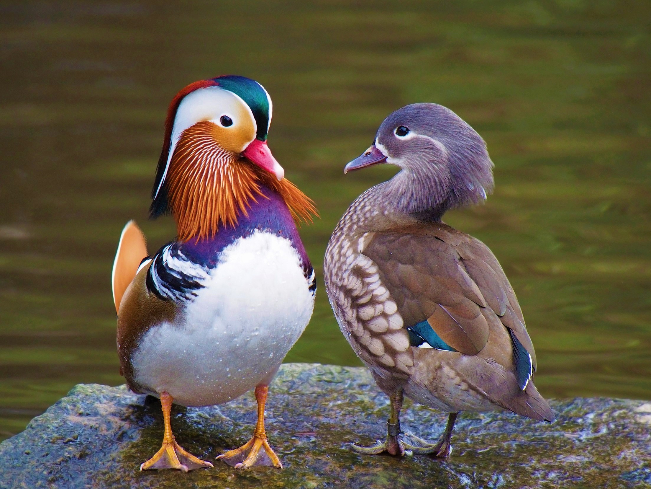 Bird Couple Duck Mandarin Duck 2207x1656