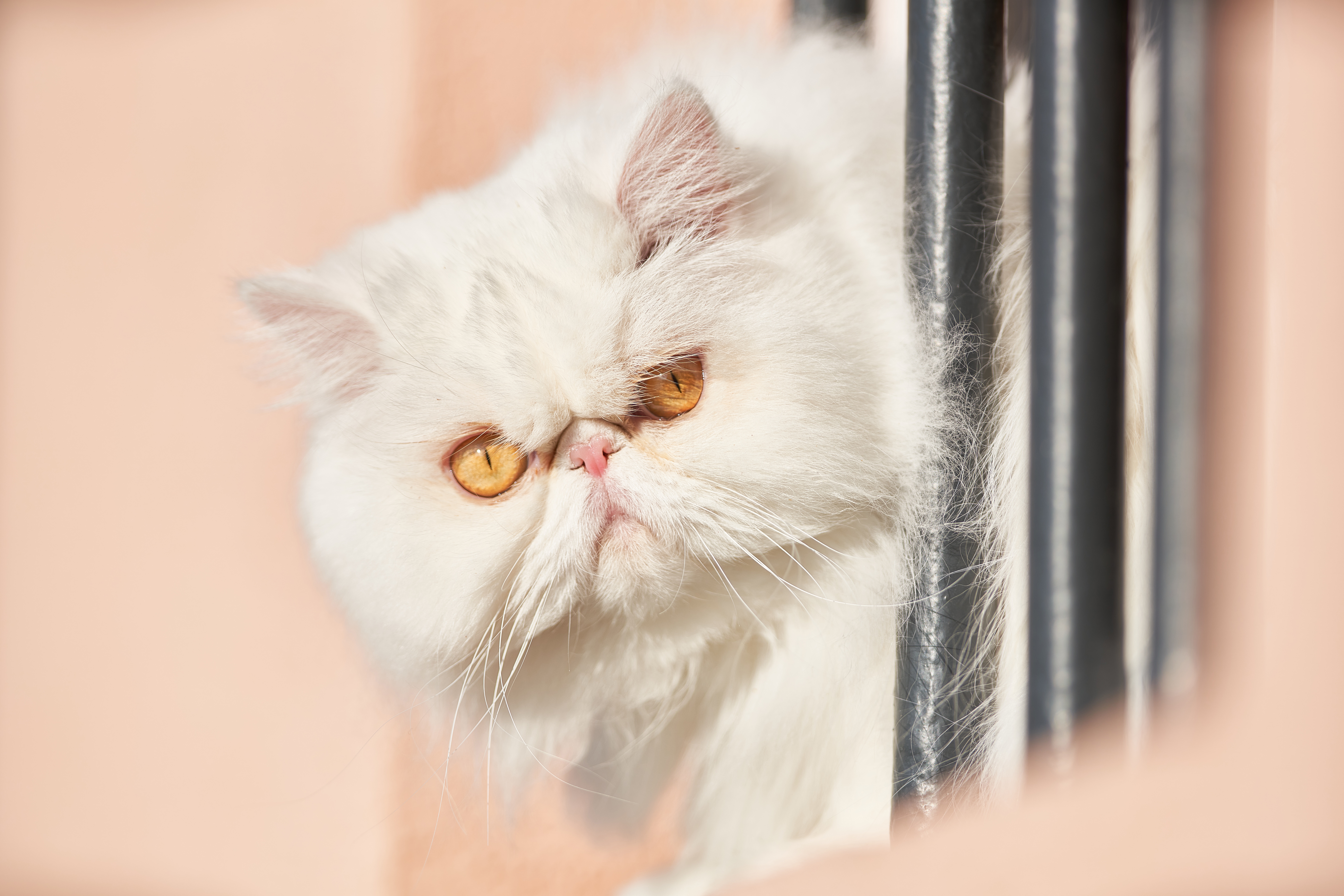 Cat Persian Cat Pet Stare 9504x6336