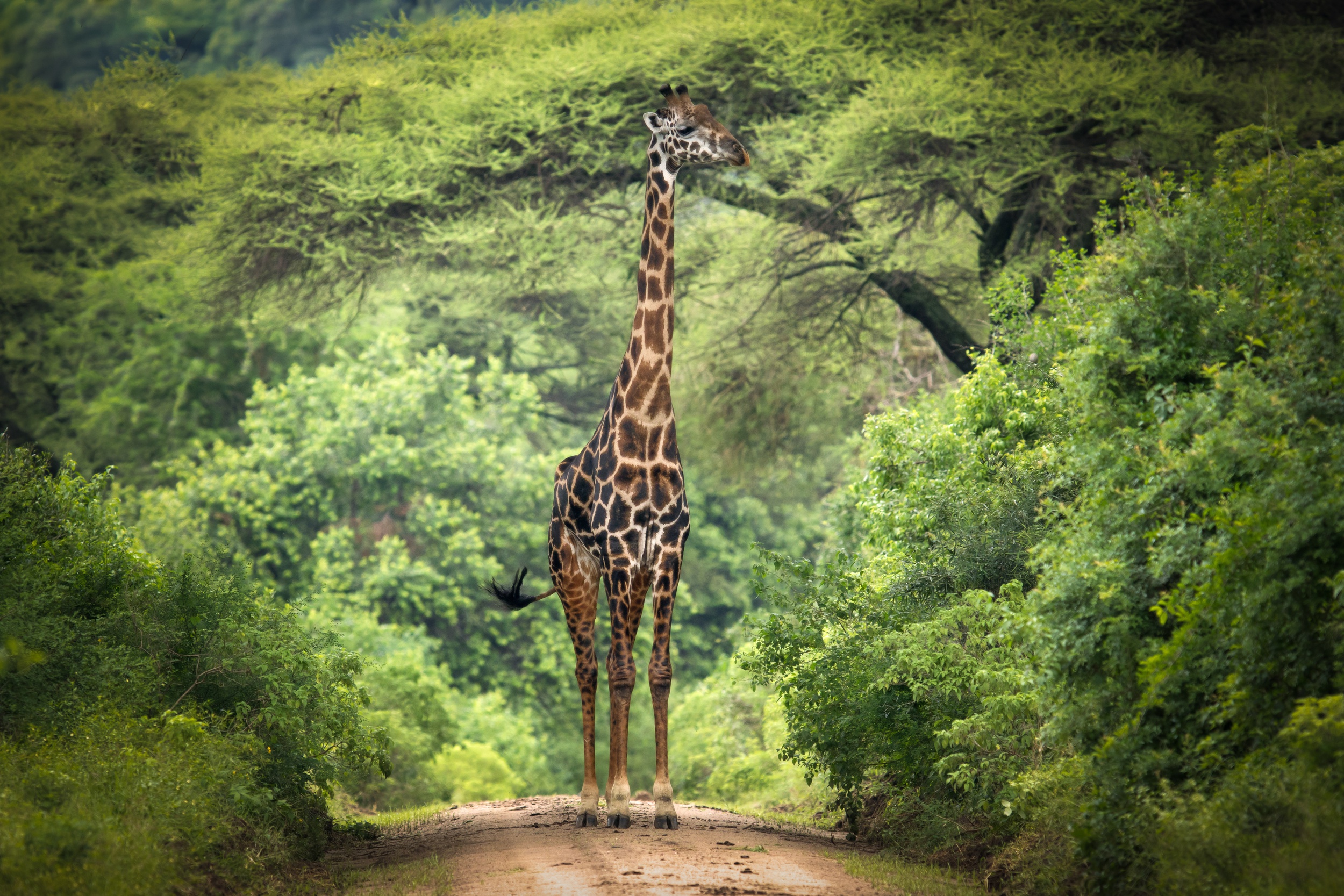 Giraffe Wildlife 2500x1667