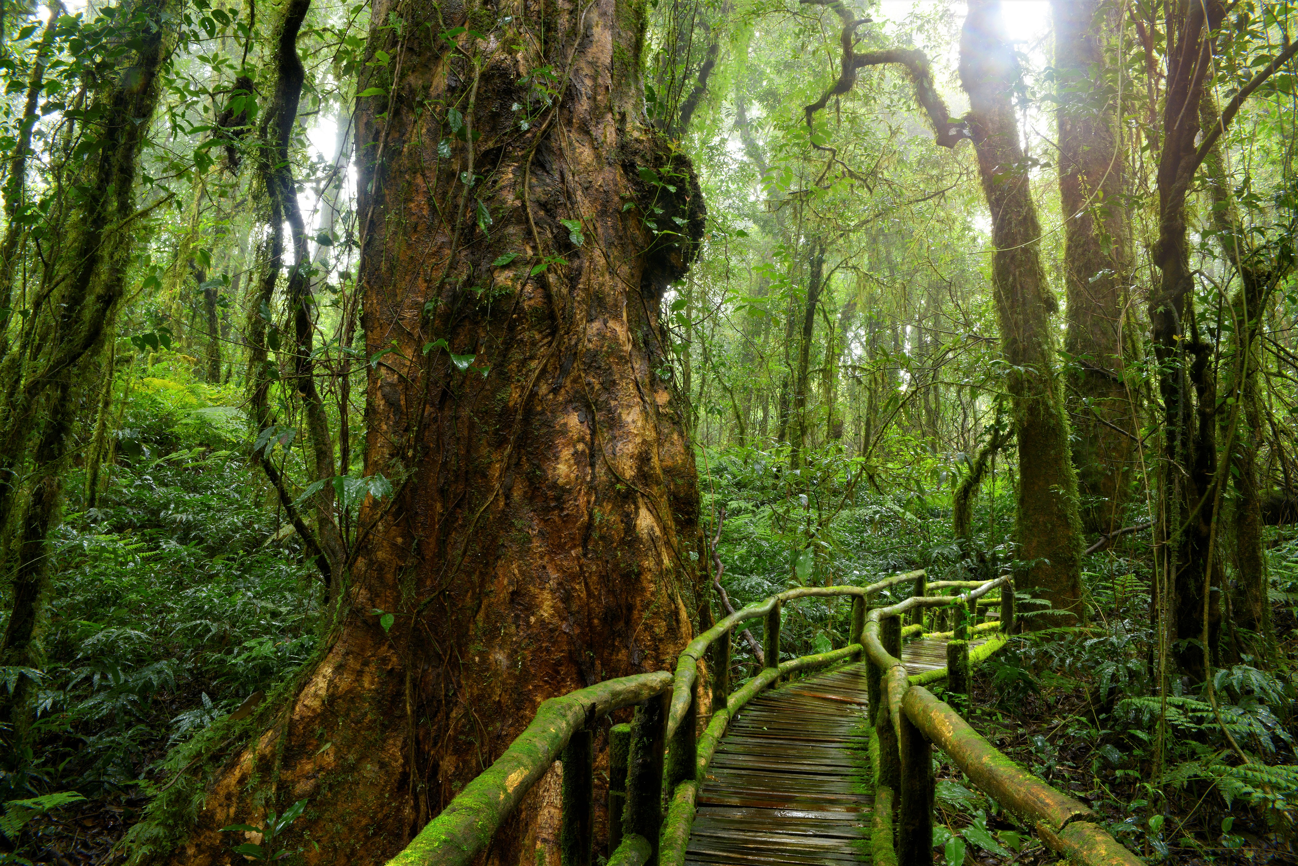 Forest Greenery Jungle Rainforest Tropical Wooden 4252x2838