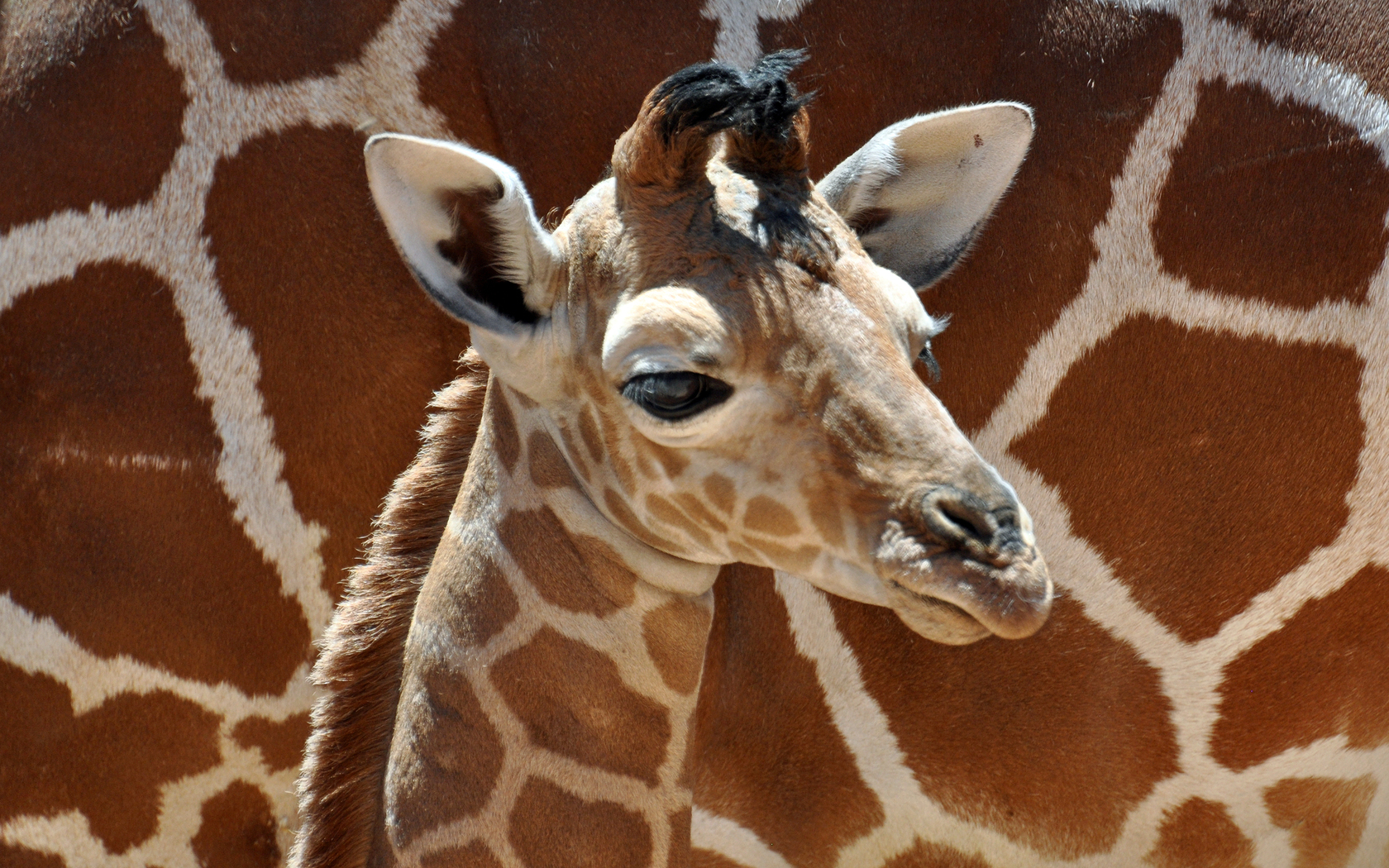 Animal Giraffe 1680x1050