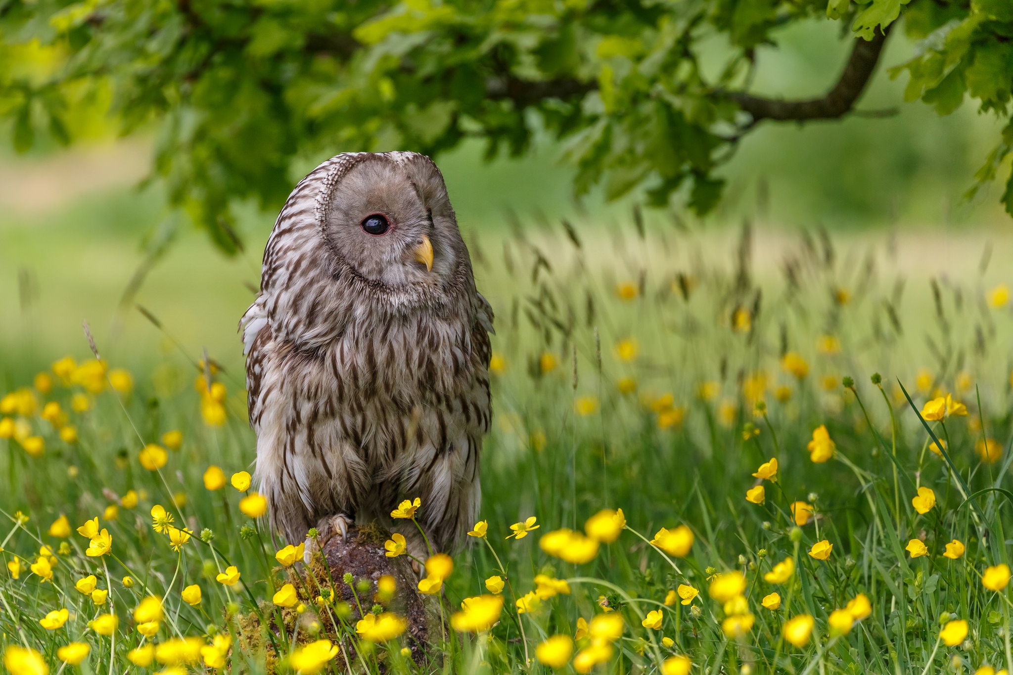 Bird Depth Of Field Great Grey Owl Owl Wildlife Yellow Flower 2048x1365