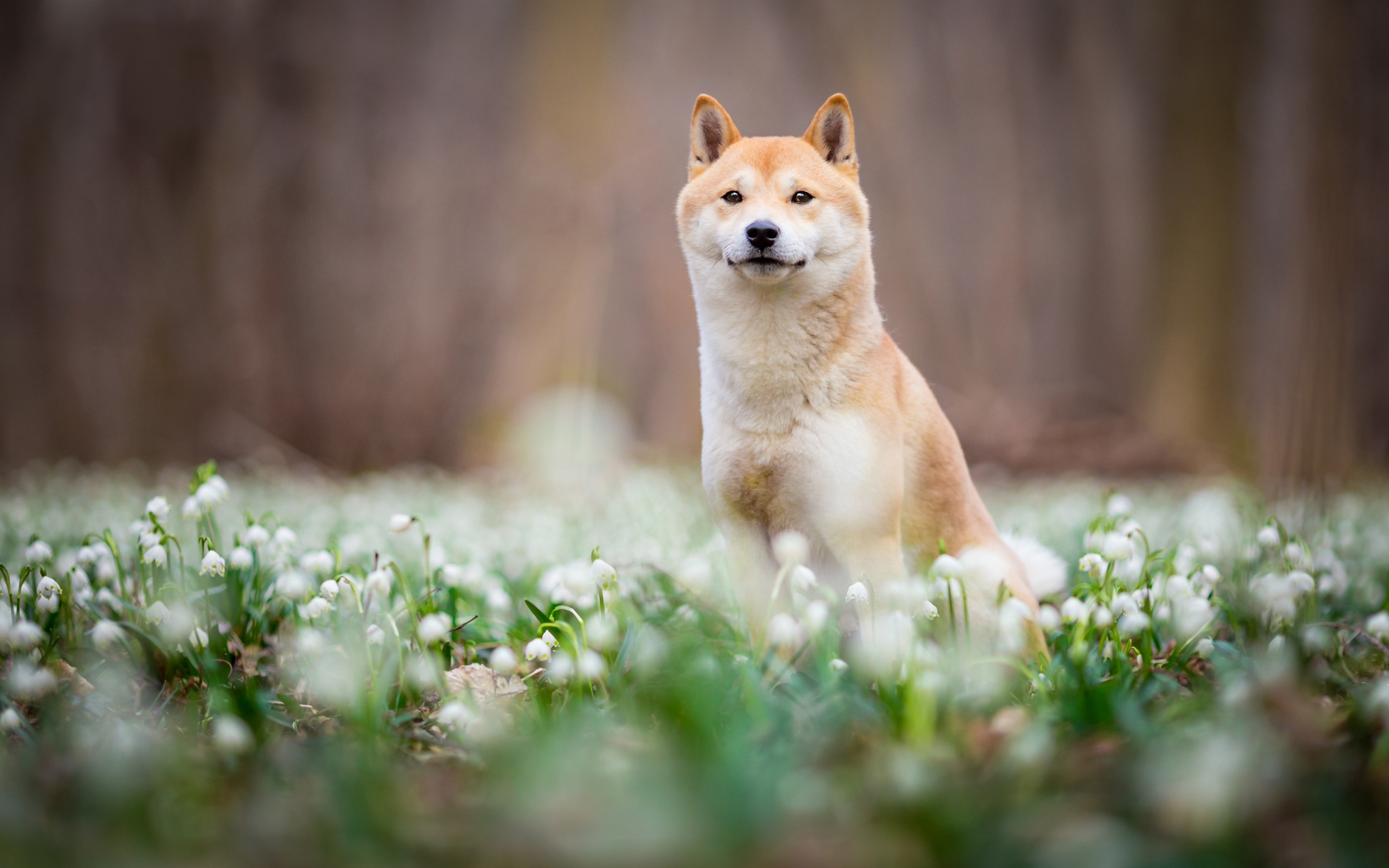 Dog Flower Pet Shiba Inu Spring 2048x1280