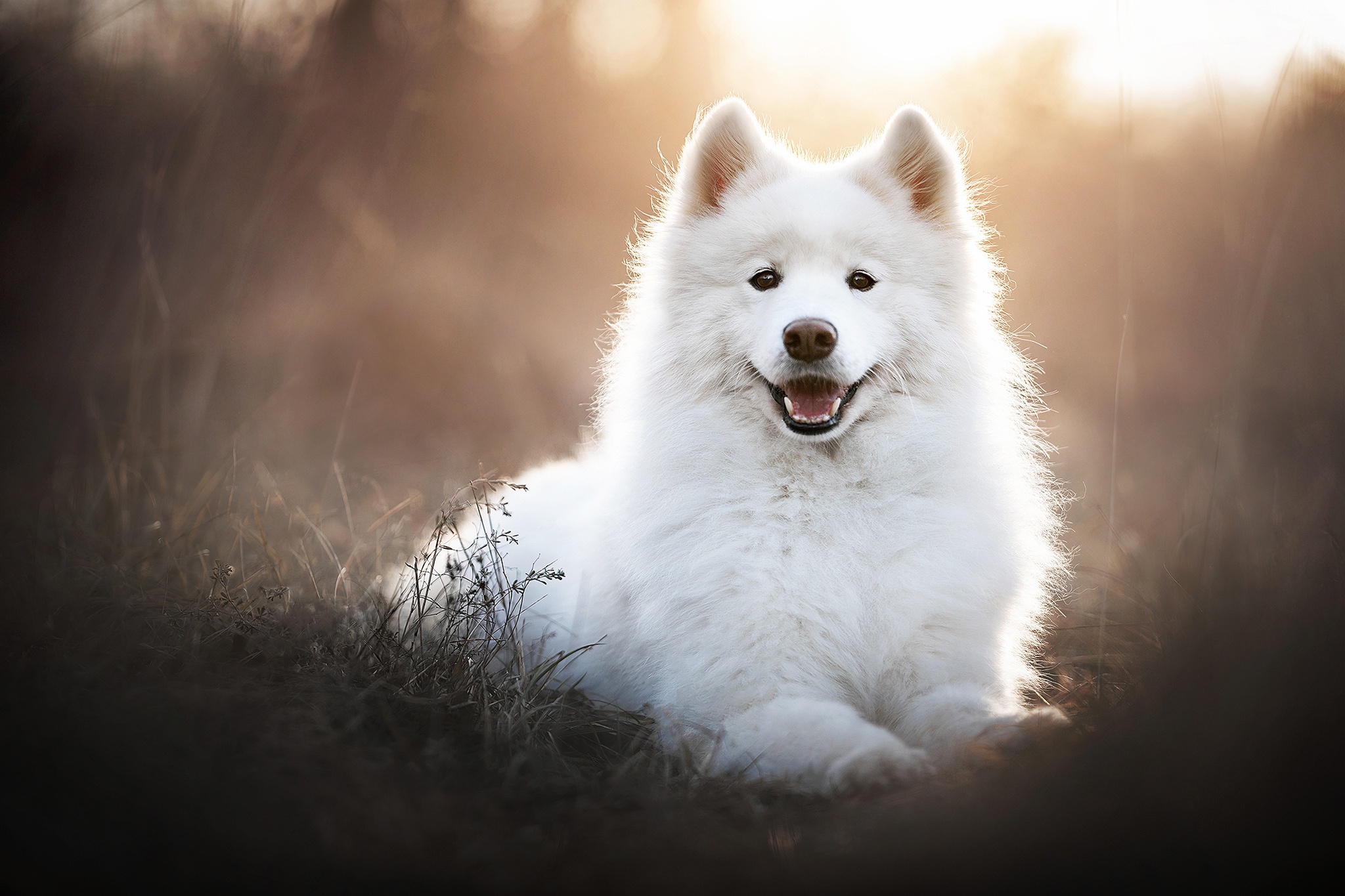Dog Pet Samoyed 2048x1365