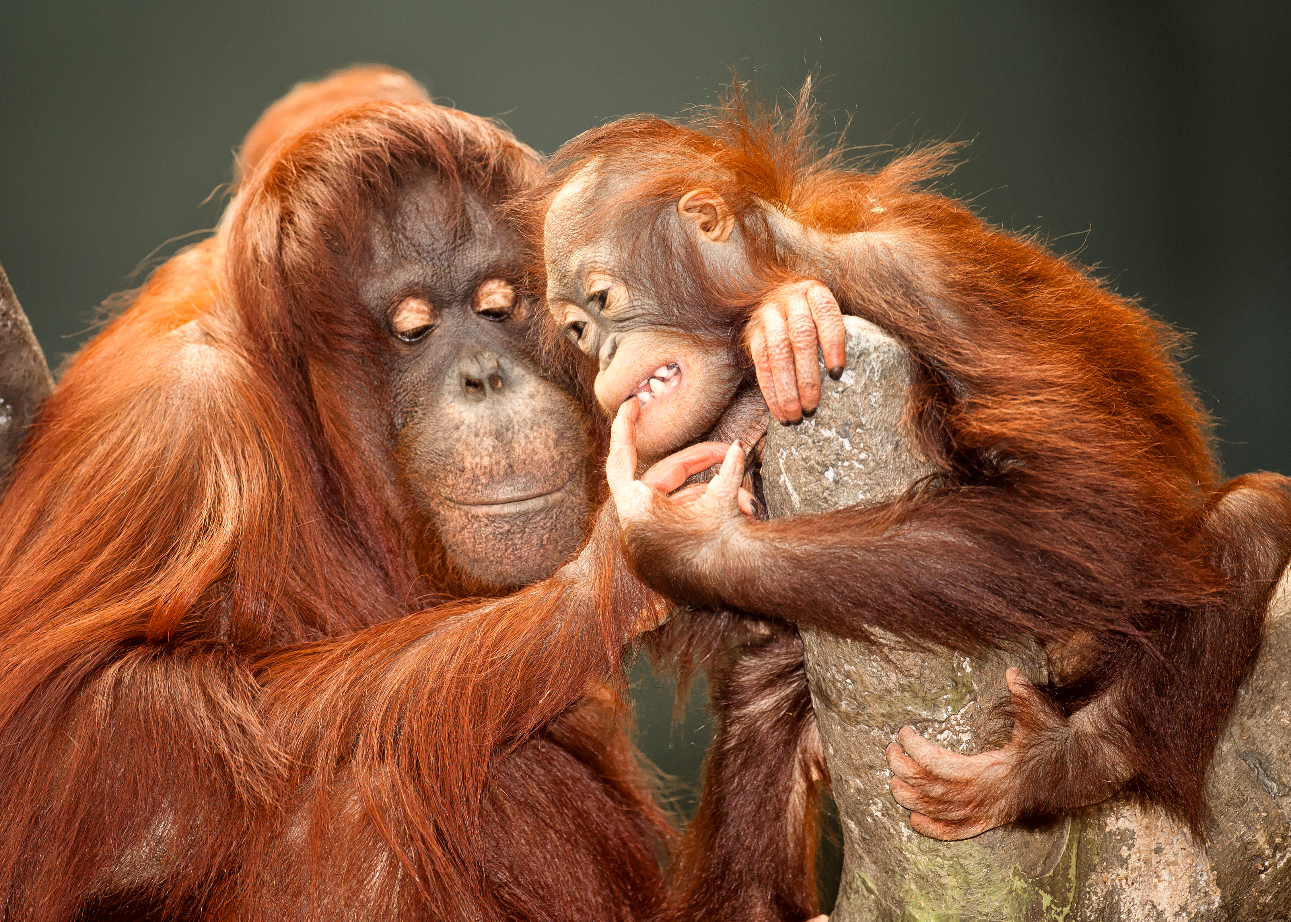 Baby Animal Monkey Orangutan Primate 4500x3215