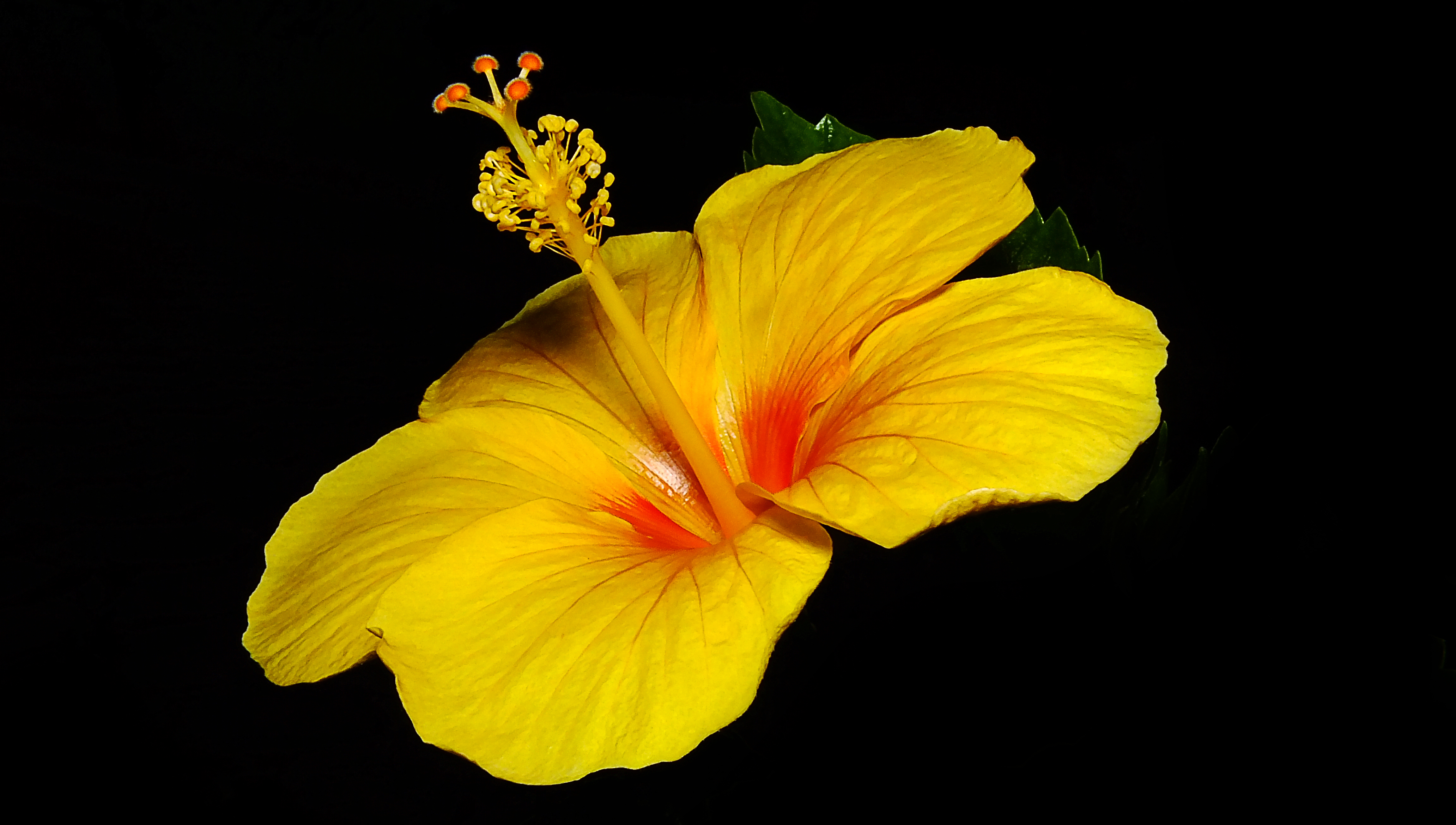 Earth Flower Hibiscus Yellow Flower 4608x2610