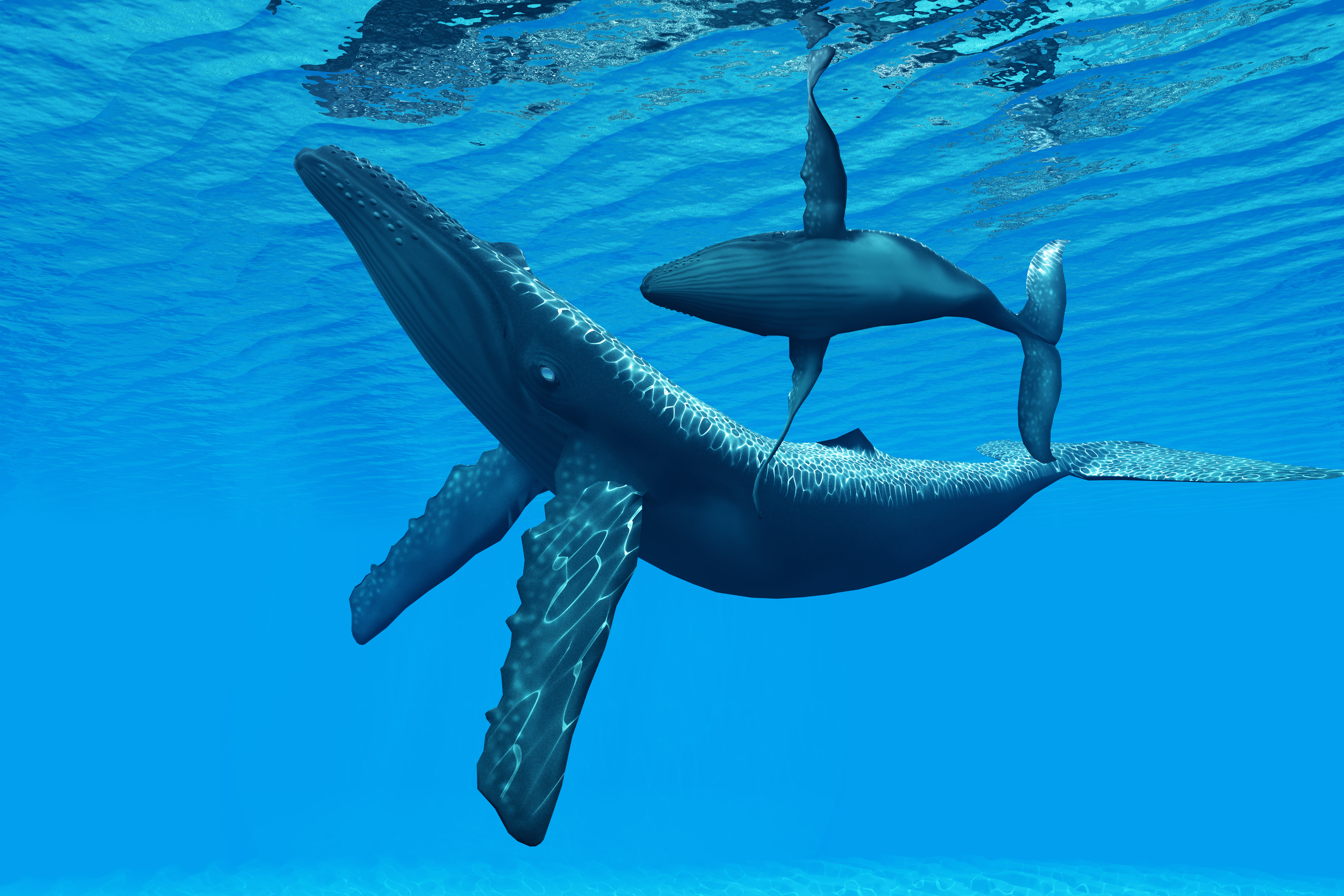Baby Animal Underwater Whale 6000x4000