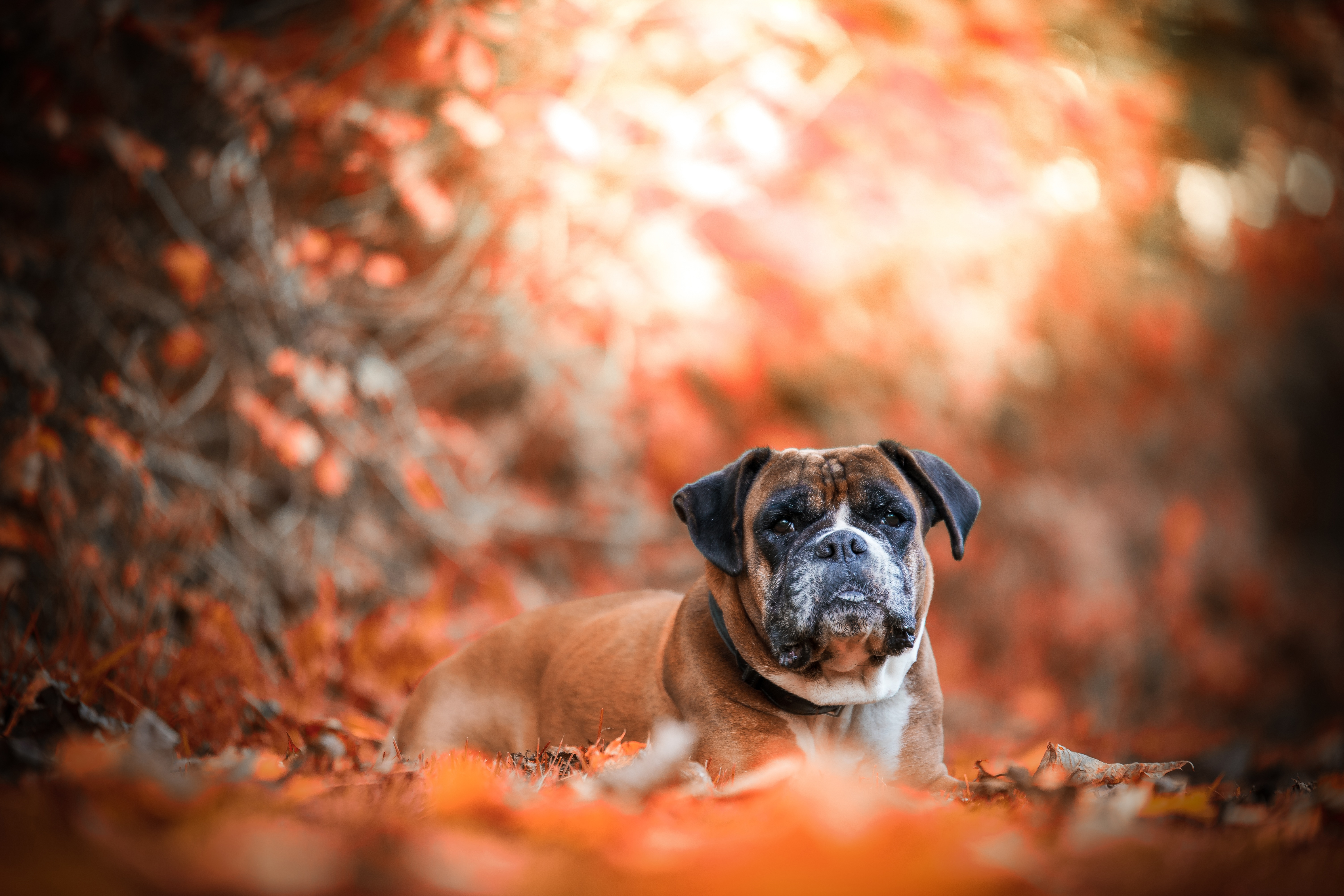 Boxer Dog Depth Of Field Dog Pet 6016x4016