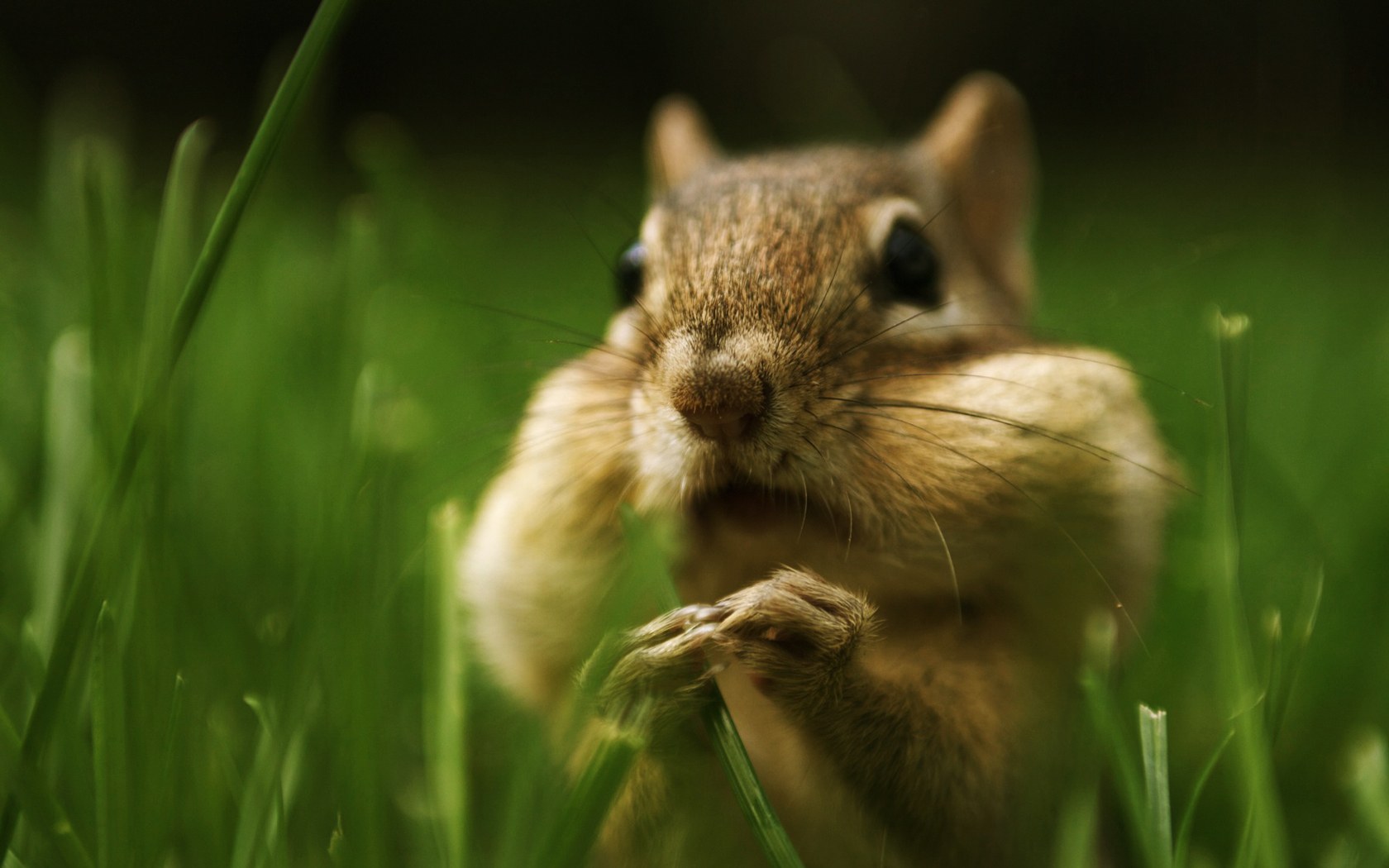 Animal Chipmunk 1680x1050