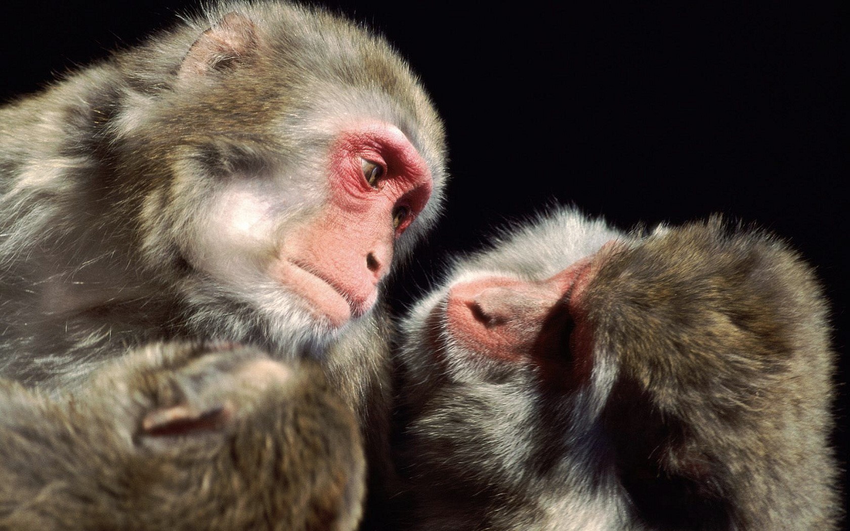 Cute Japanese Macaque Macaque Monkey Primate Wildlife 1680x1050