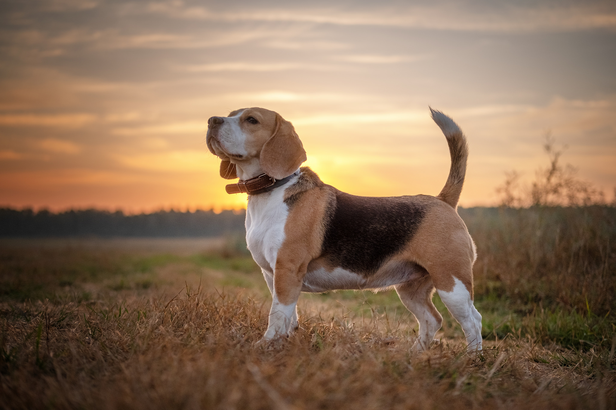 Animal Beagle 2048x1365