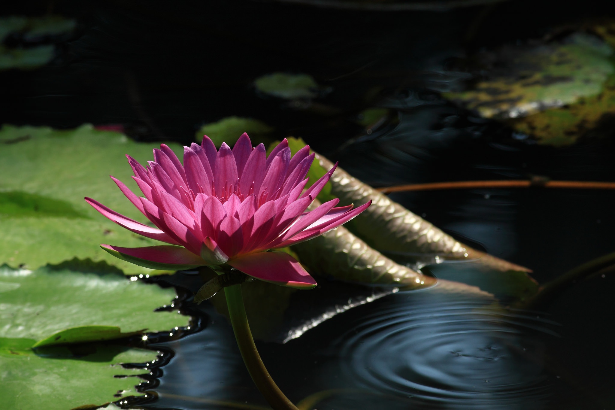 Flower Nature Pink Flower Water Water Lily 2048x1365